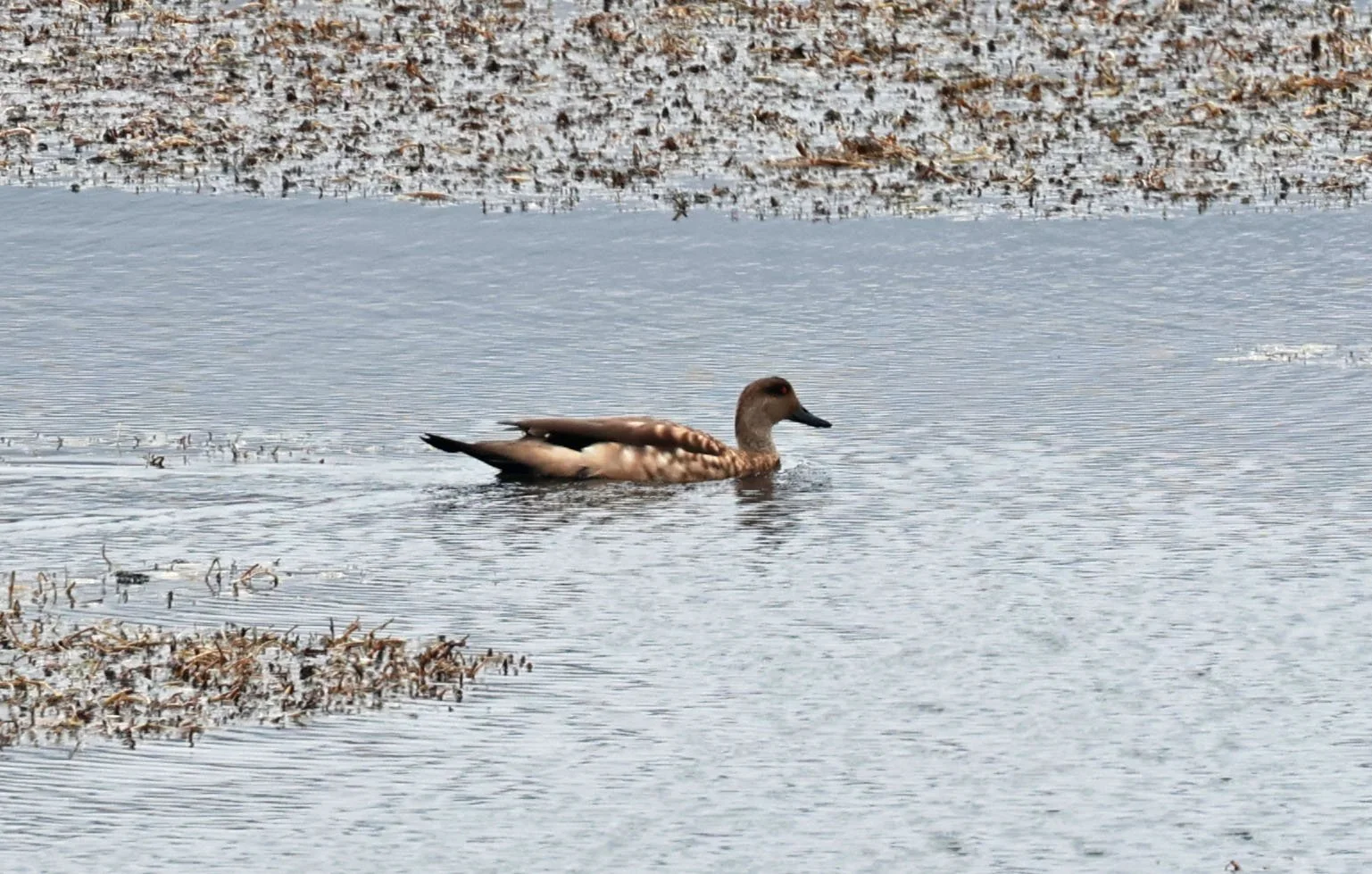 Duck - Crested Duck - Lophonetta specularioides - Lauca National Park, Chile (65).jpg