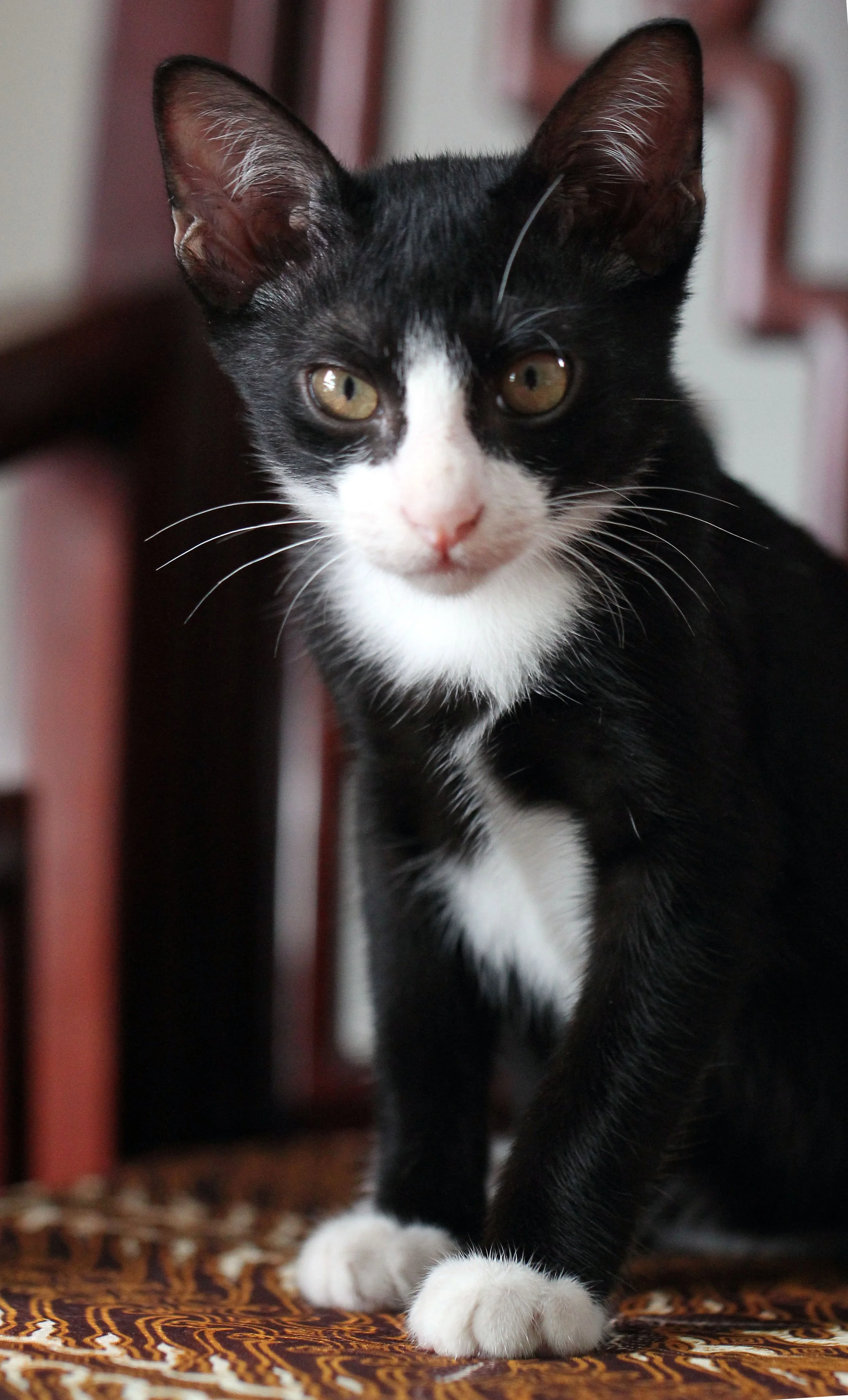 2015 Cats - Ukura & Jean Luc (27).JPG
