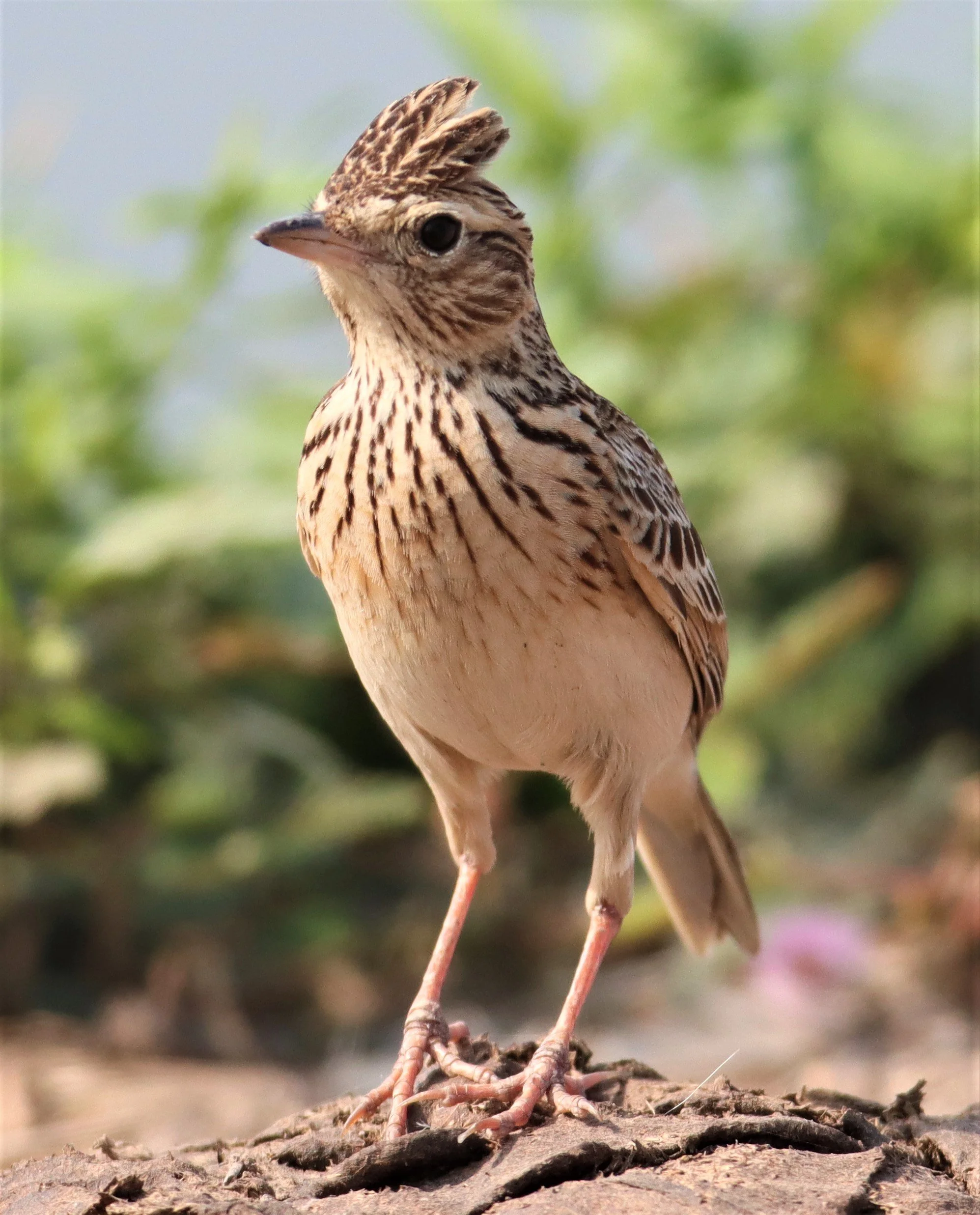 Oriental Skylark (Alauda gulgula) Bang Khaem Wetlands Nakhon Pathom (19).jpg