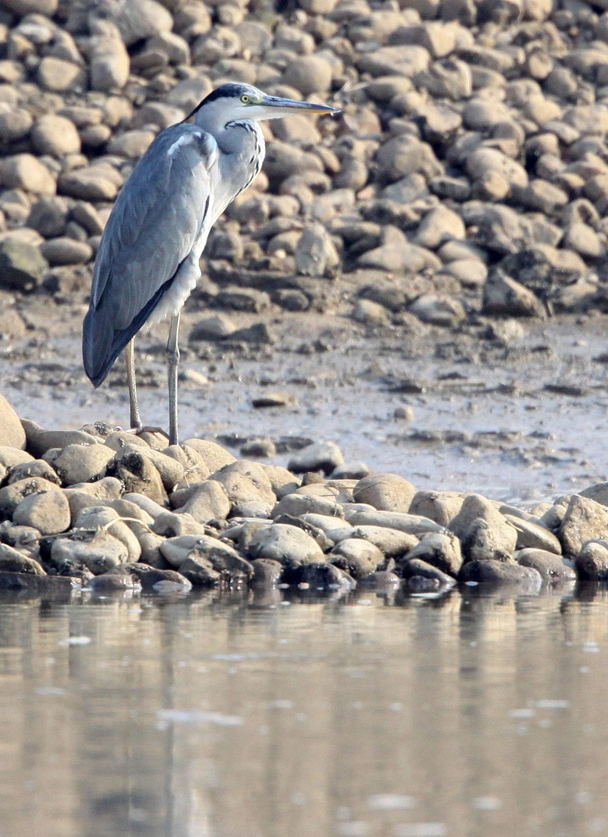 HERON - GREY HERON - Ardea cinerea - NANJI HILL RESERVE POYANG LAKE, JIANGXI PROVINCE, CHINA (27).JPG