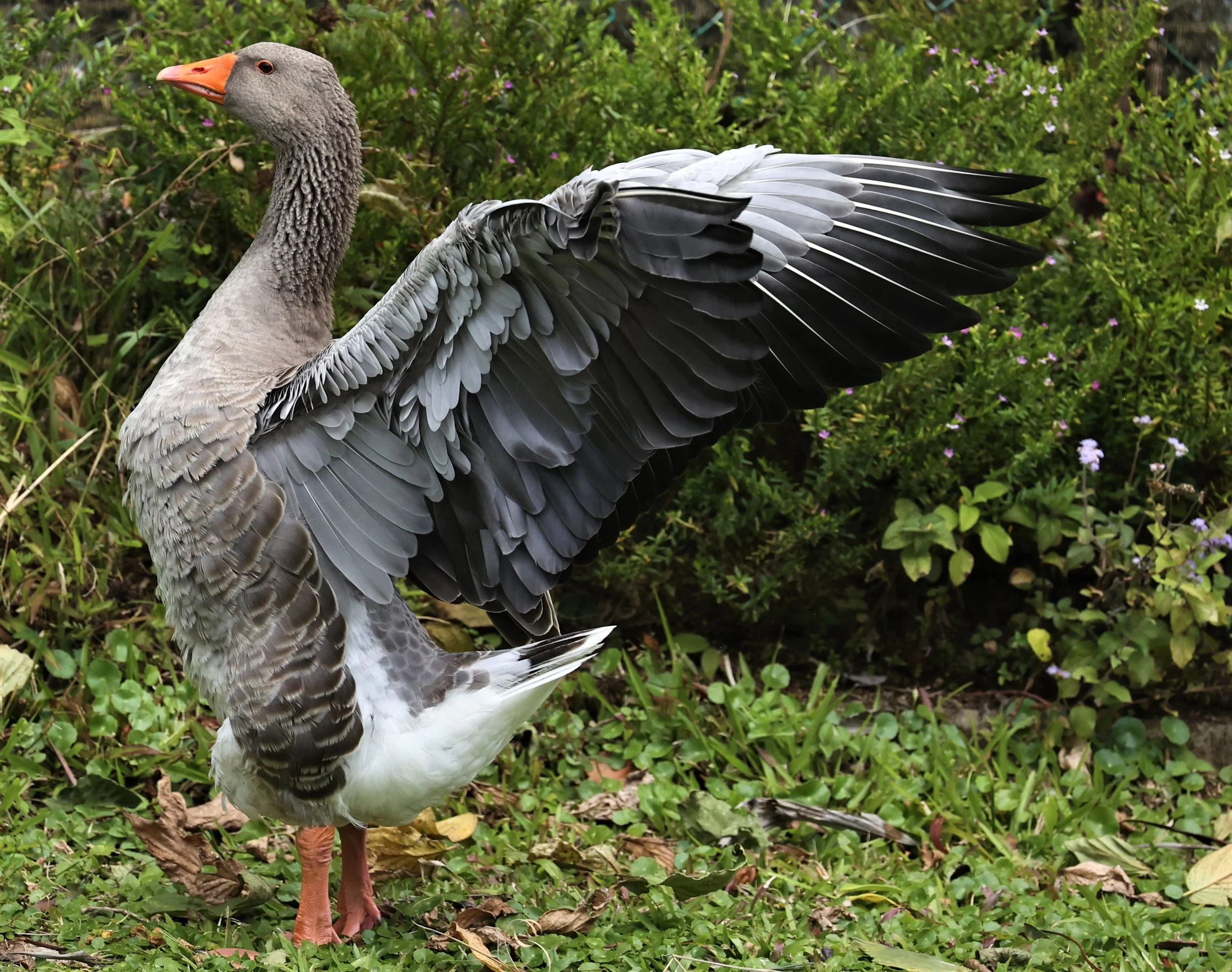 Anser anser - GREYLAG GOOSE - FRASER'S HILL RAUB DISTRICT PAHANG MALAYSIA (19).jpg
