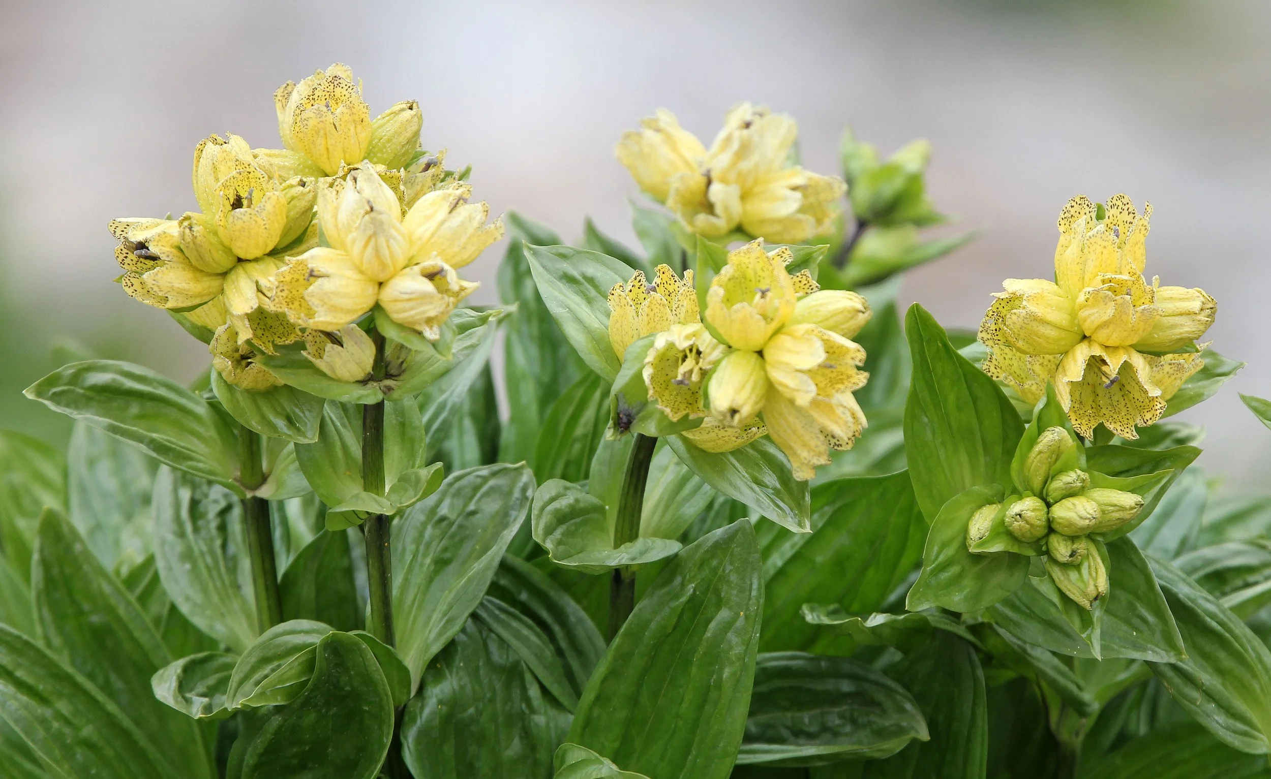 STELVIO NATIONAL PARK ITALY (121).JPG
