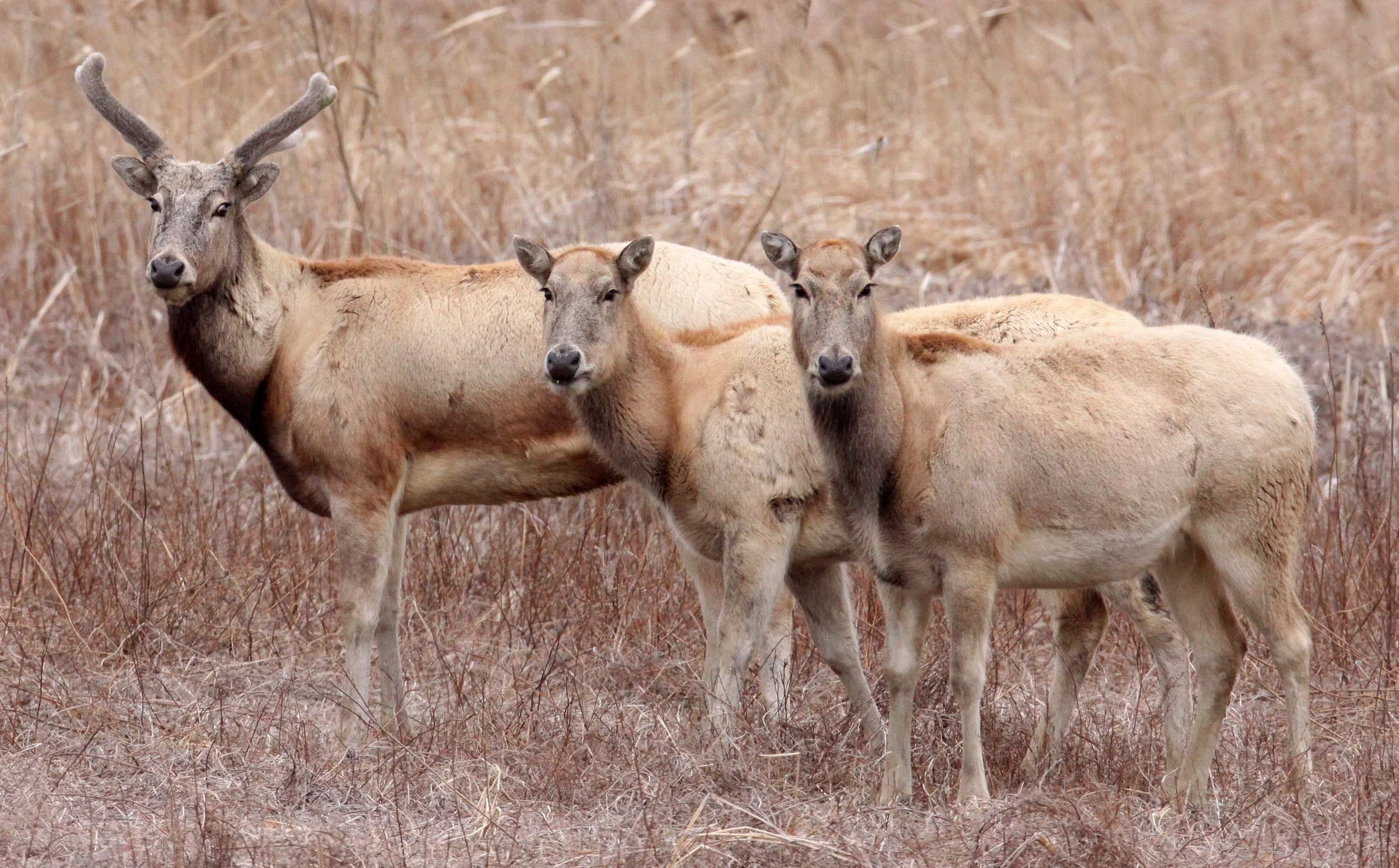 Elaphurus davidianus - PERE DAVID'S DEER- YANCHENG CHINA (17).JPG