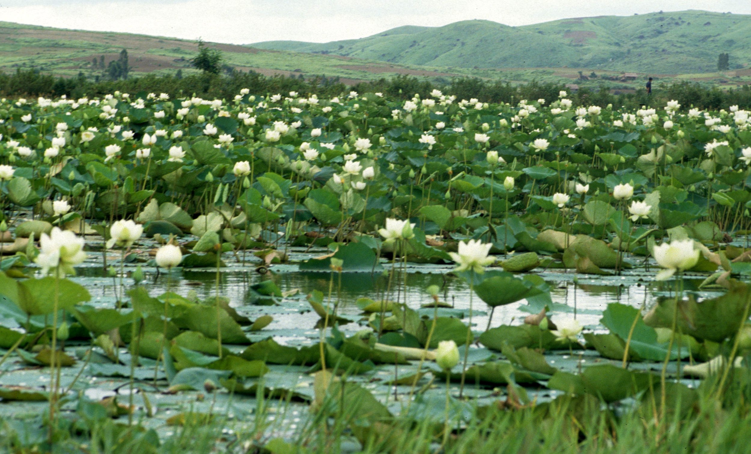 VIET NAM - LOTUS PLANTS.jpg