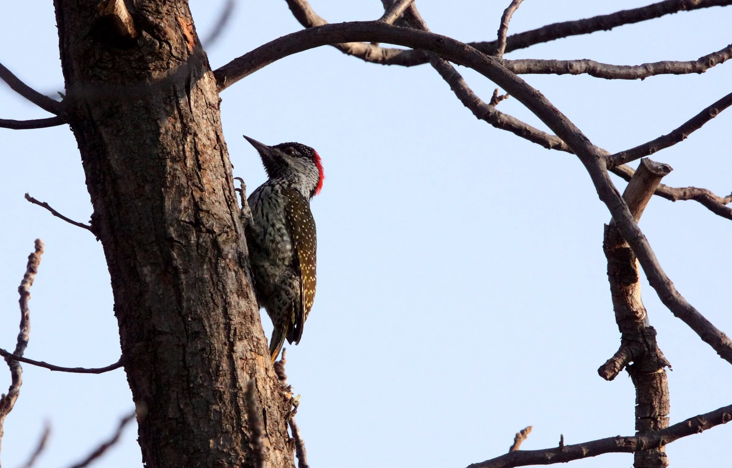 BIRD - WOODPECKER - CARDINAL WOODPECKER - DENDROPICOS FUSCESCENS - MARRICK CAMP KIMBERLY SOUTH AFRICA.JPG