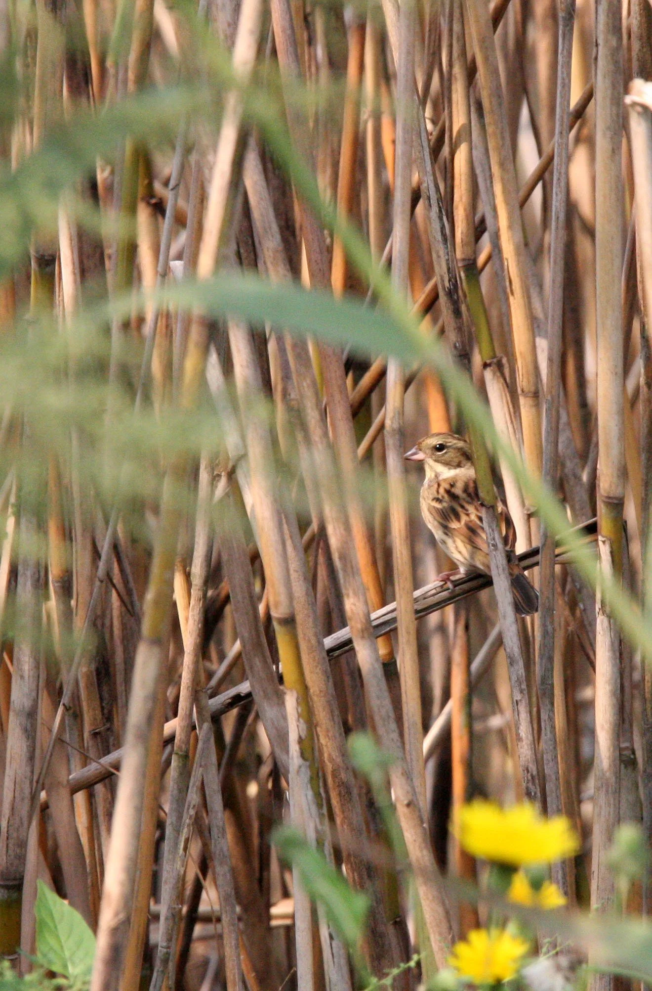 Black-faced Bunting (Emberiza spodocephala) Nankou Rudong China (1).JPG