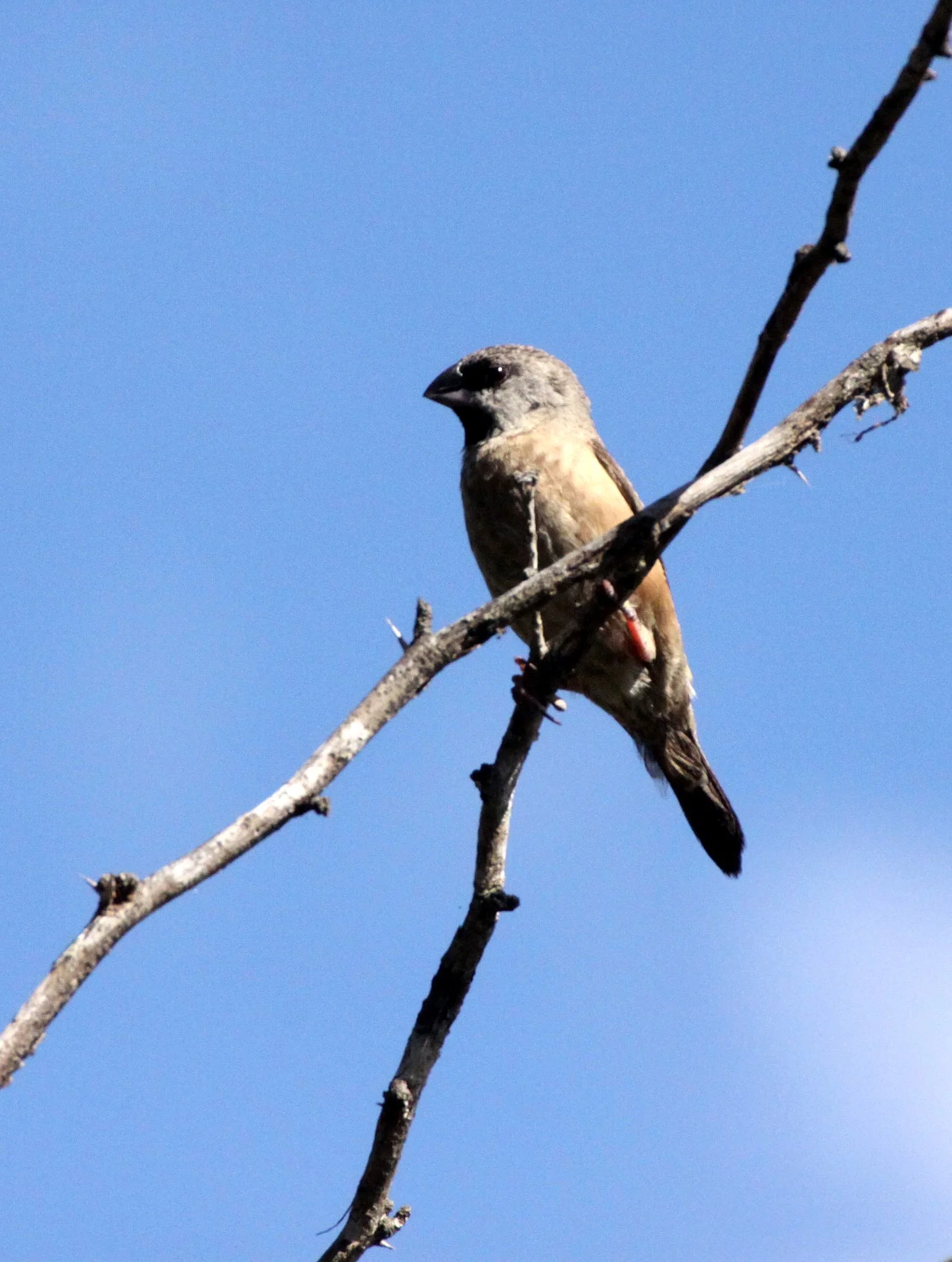Madagascar Mannikin -  Andohahela NP, Madagascar (female) (6).JPG
