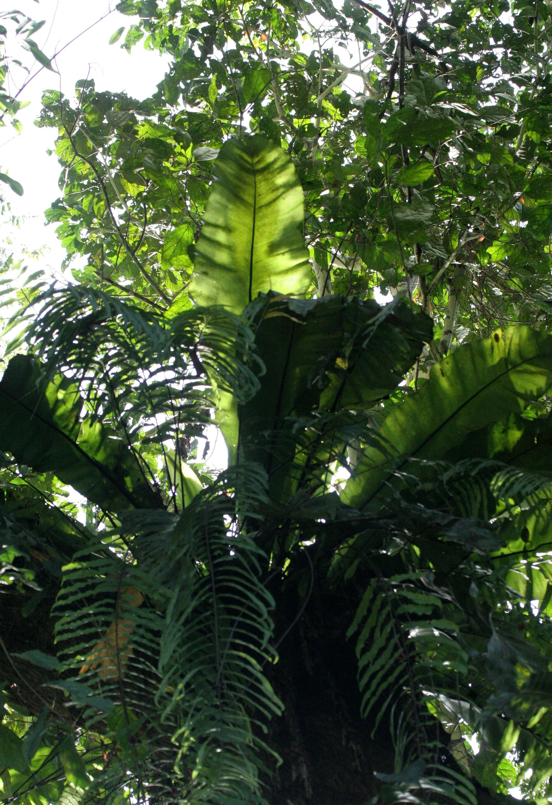 KINABATANGAN RIVER BORNEO - BIRDS NEST FERN.JPG