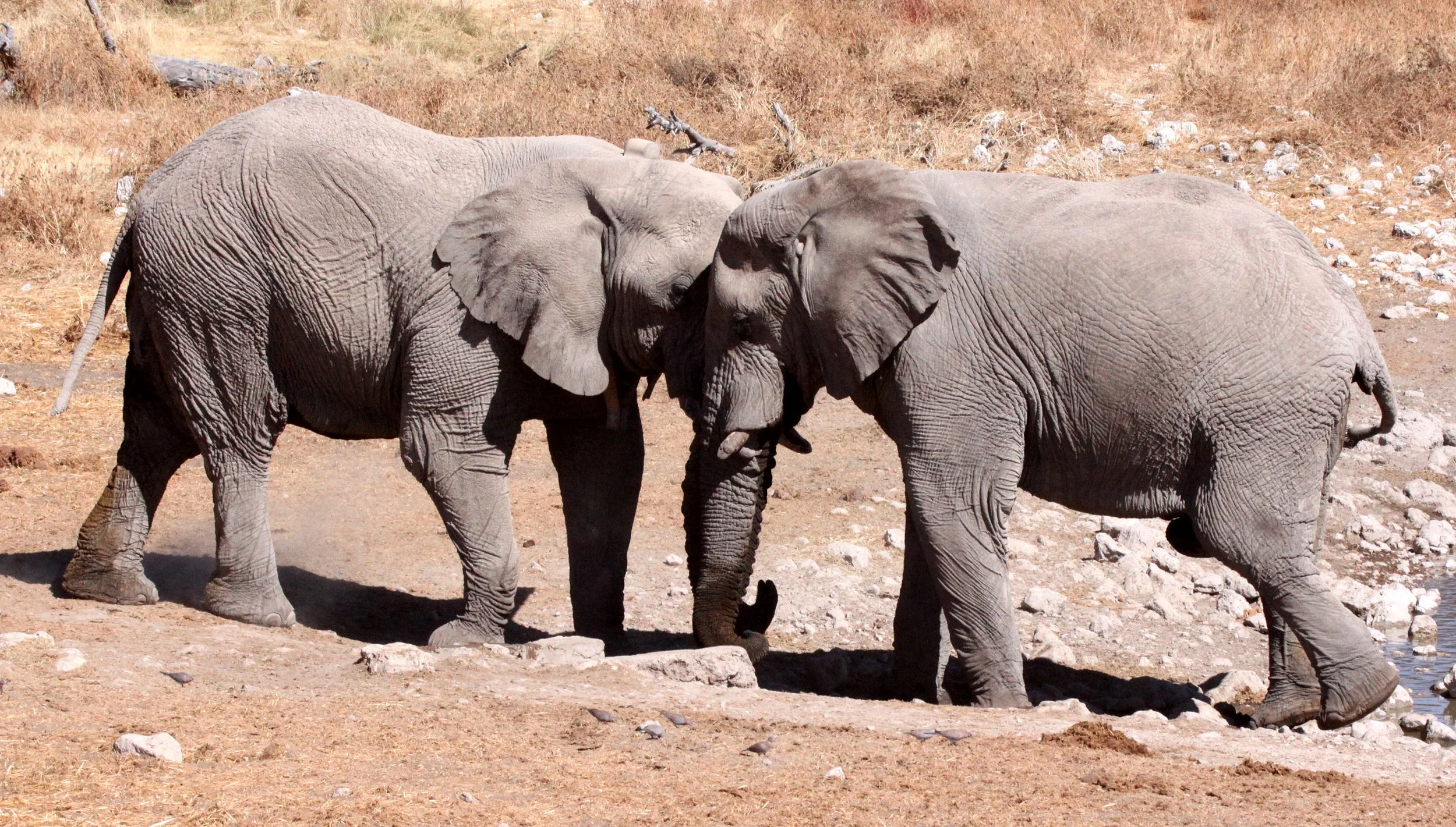 ELEPHANT - AFRICAN ELEPHANT - ETOSHA NATIONAL PARK NAMIBIA (108).JPG