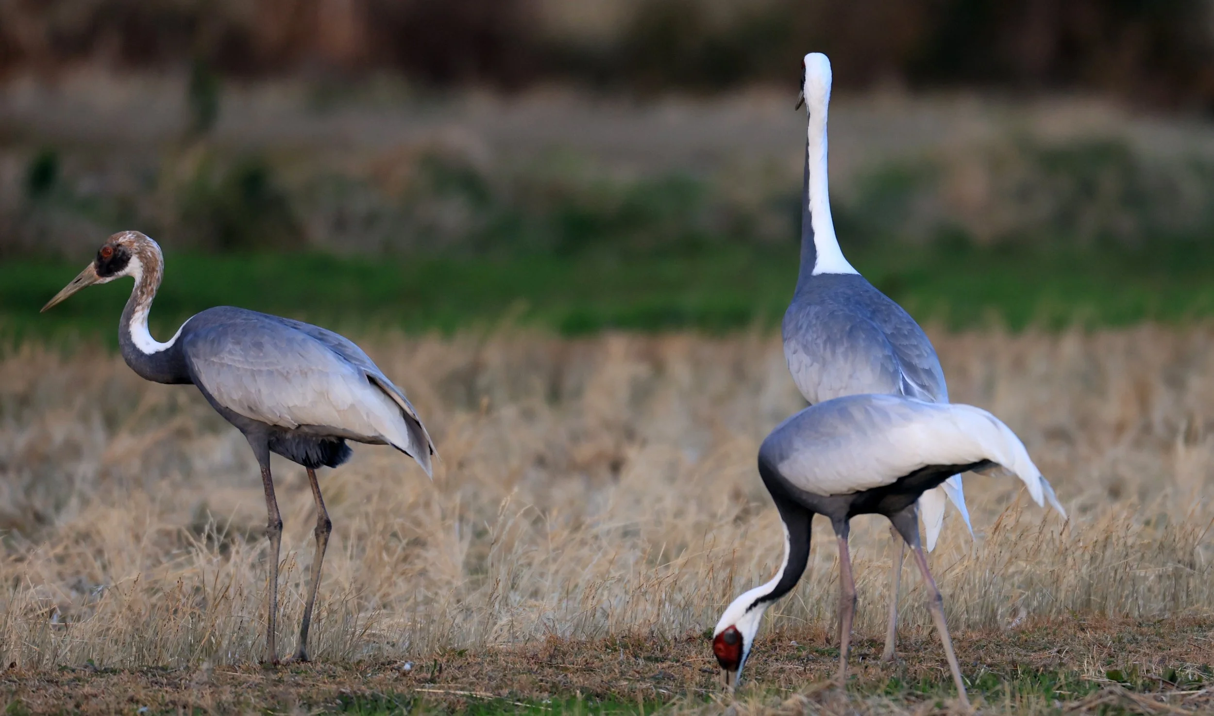 White-naped Crane (Antigone vipio) Izumi Crane Park & Center, Izumi Kagoshima Kyushu Japan (68).jpg