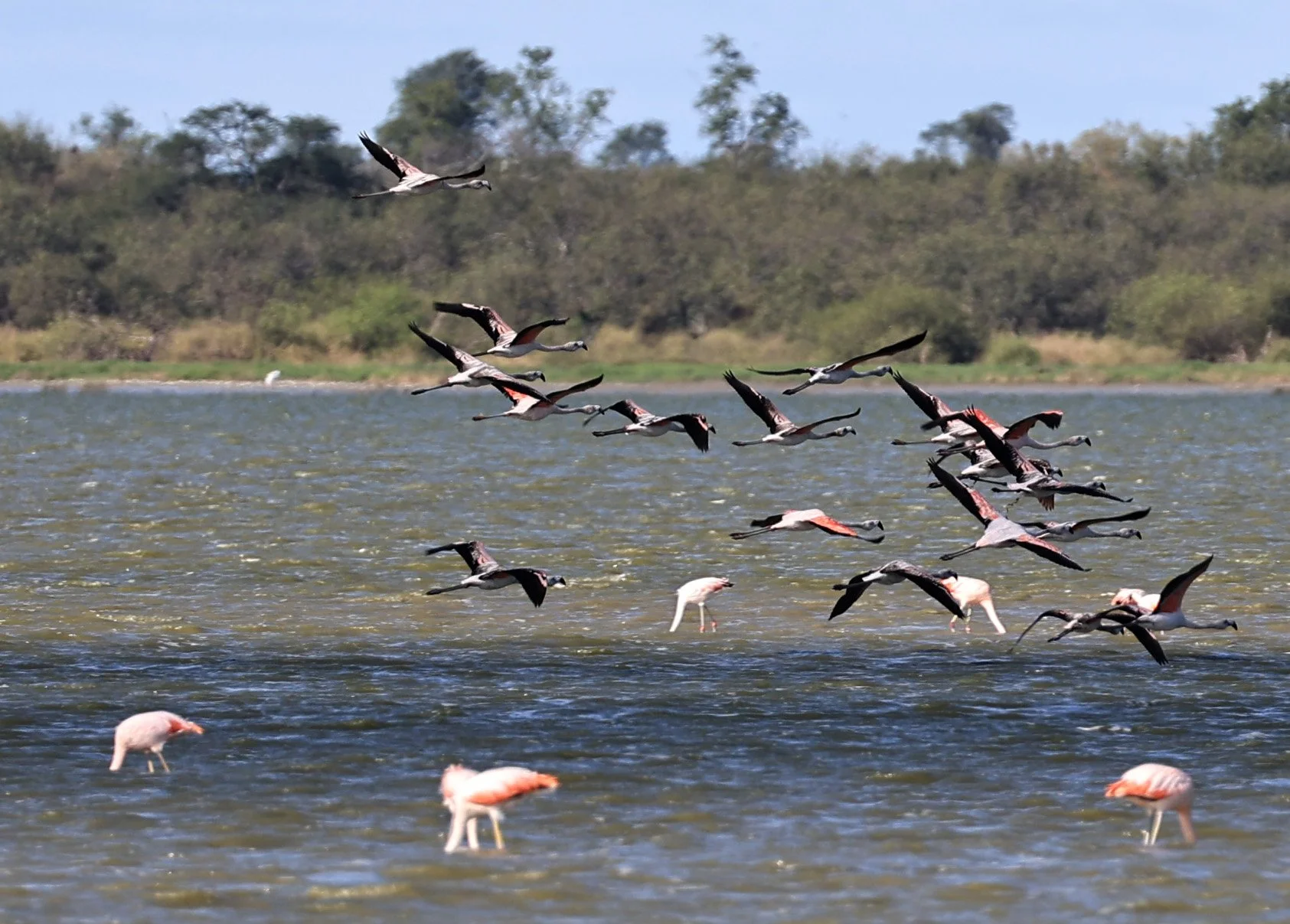 Chilean Flamingo (Phoenicopterus chilensis) Chaco Lodge & Laguna Salada Paraguay (95).jpg