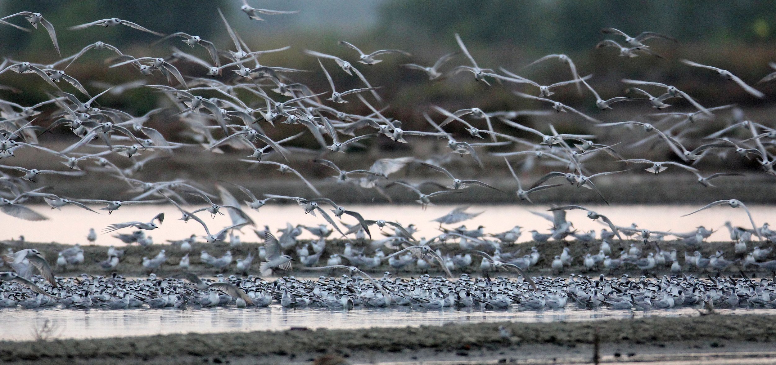 BIRD - TERN SPECIES MIXED FLOCK - WHISKERED AND LITTLE - KOK KHAM MAJACHAI  SALT PONDS - THAILAND (25).JPG
