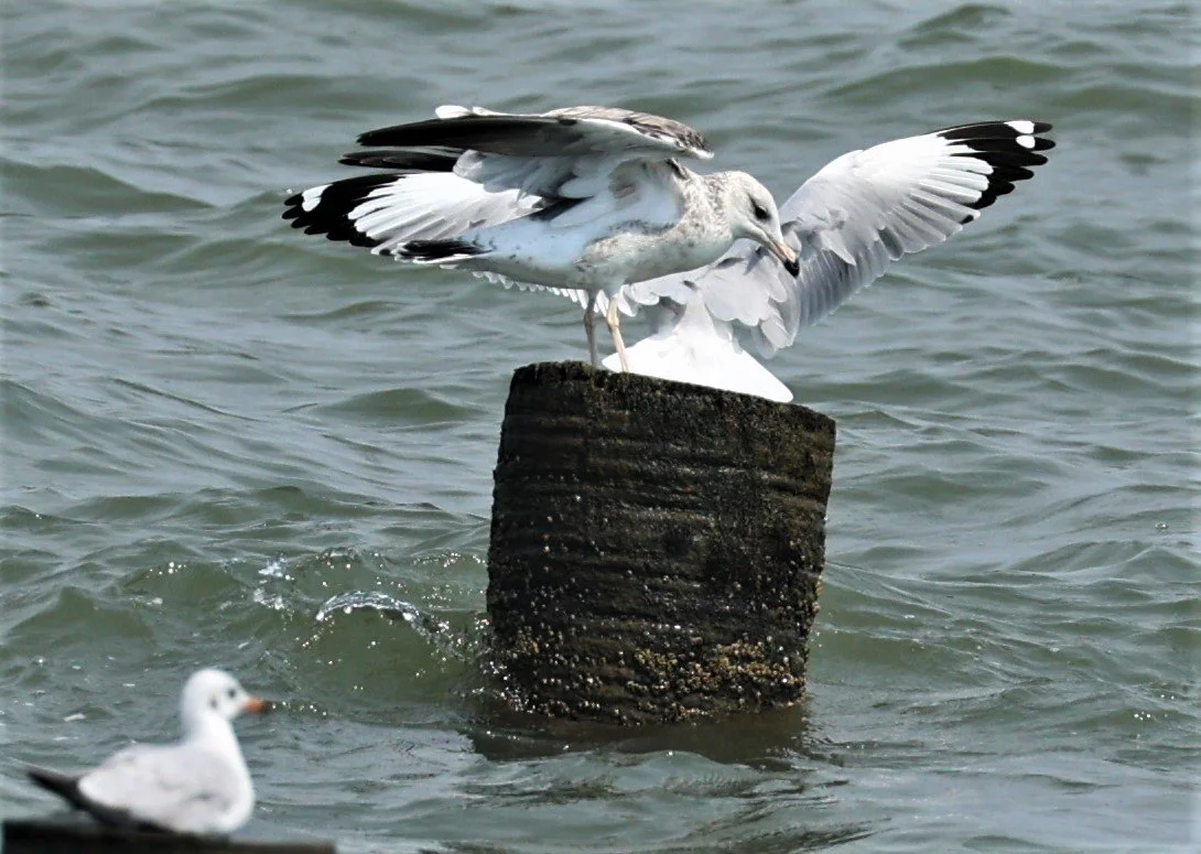 GULL - HEUGLIN'S GULL or SIBERIAN GULL - Larus (fuscus) heuglini - GULF OF SIAM OFF BANGKOK & SAMUT SAKHORN FEB 05 2022 (5).jpg