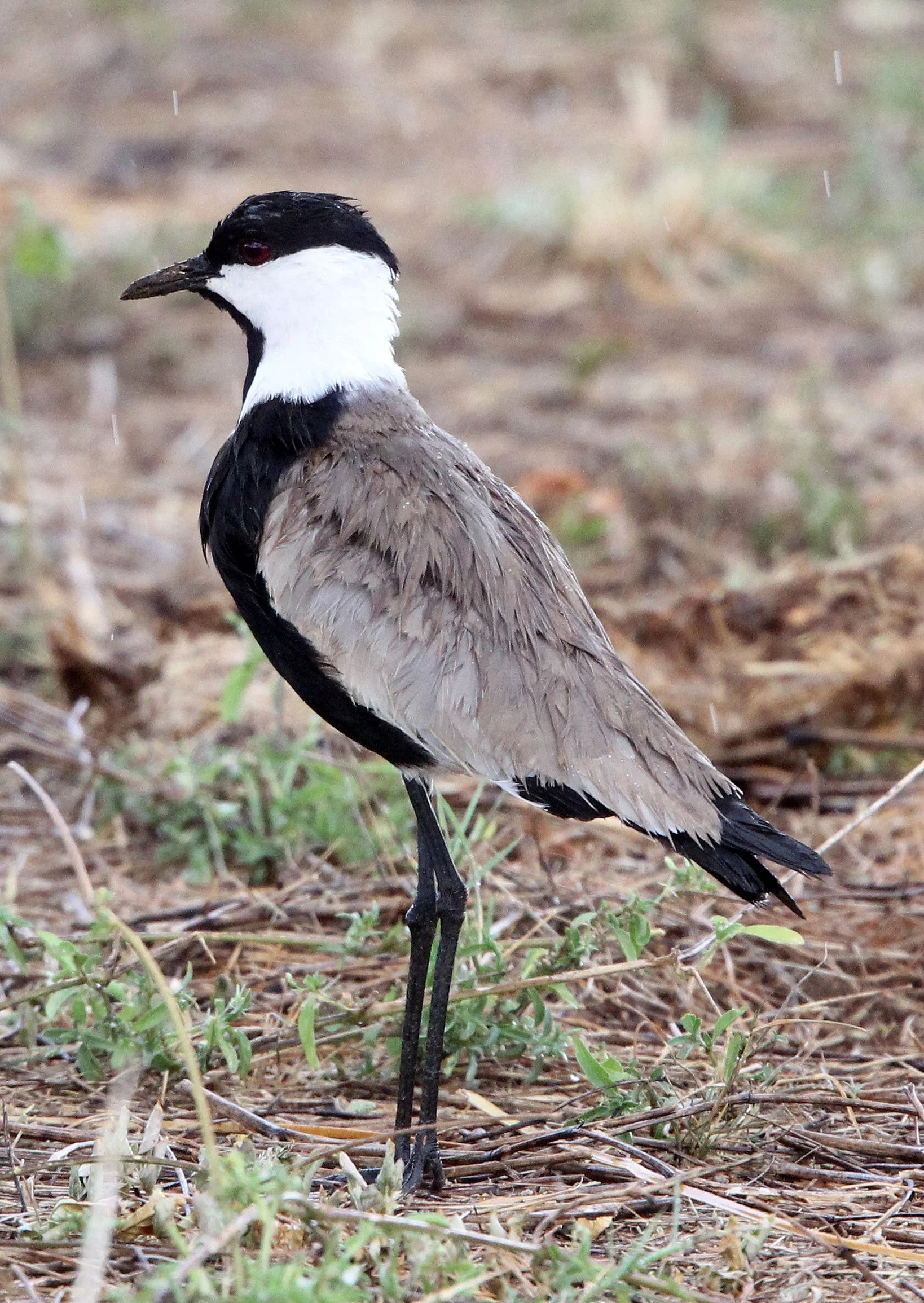 LAPWING - SPUR-WING LAPWING - Vanellus spinosus - SAMBURU NATIONAL PARK KENYA (7).JPG
