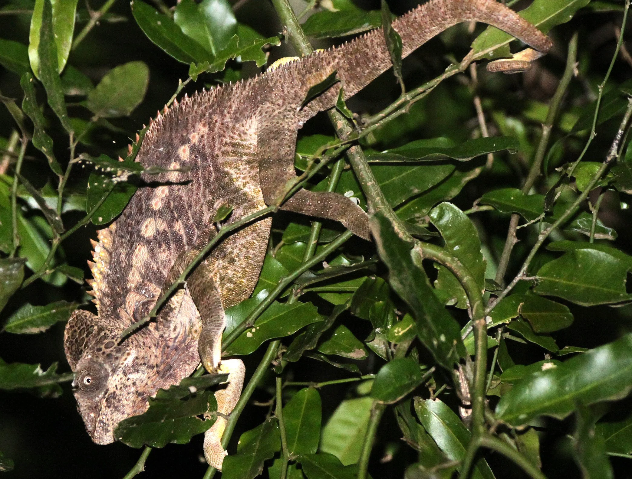 Furcifer oustaleti - GIANT MADAGASCAR OR OUSTALET'S CHAMELEON - BERENTY RESERVE MADAGASCAR (10).JPG