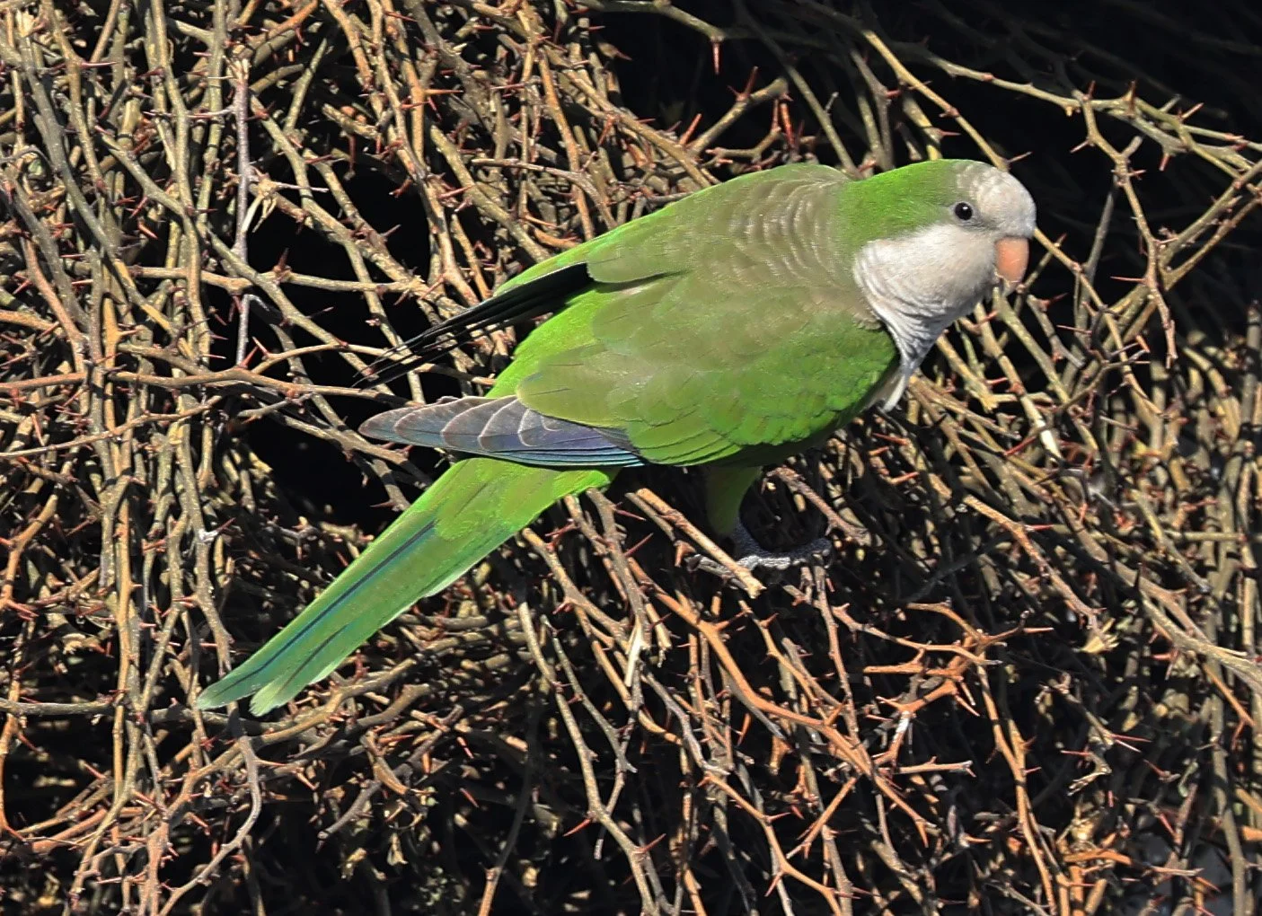Monk Parakeet (Myiopsitta monachus) Fortin Toledo Paraguay (15).jpg