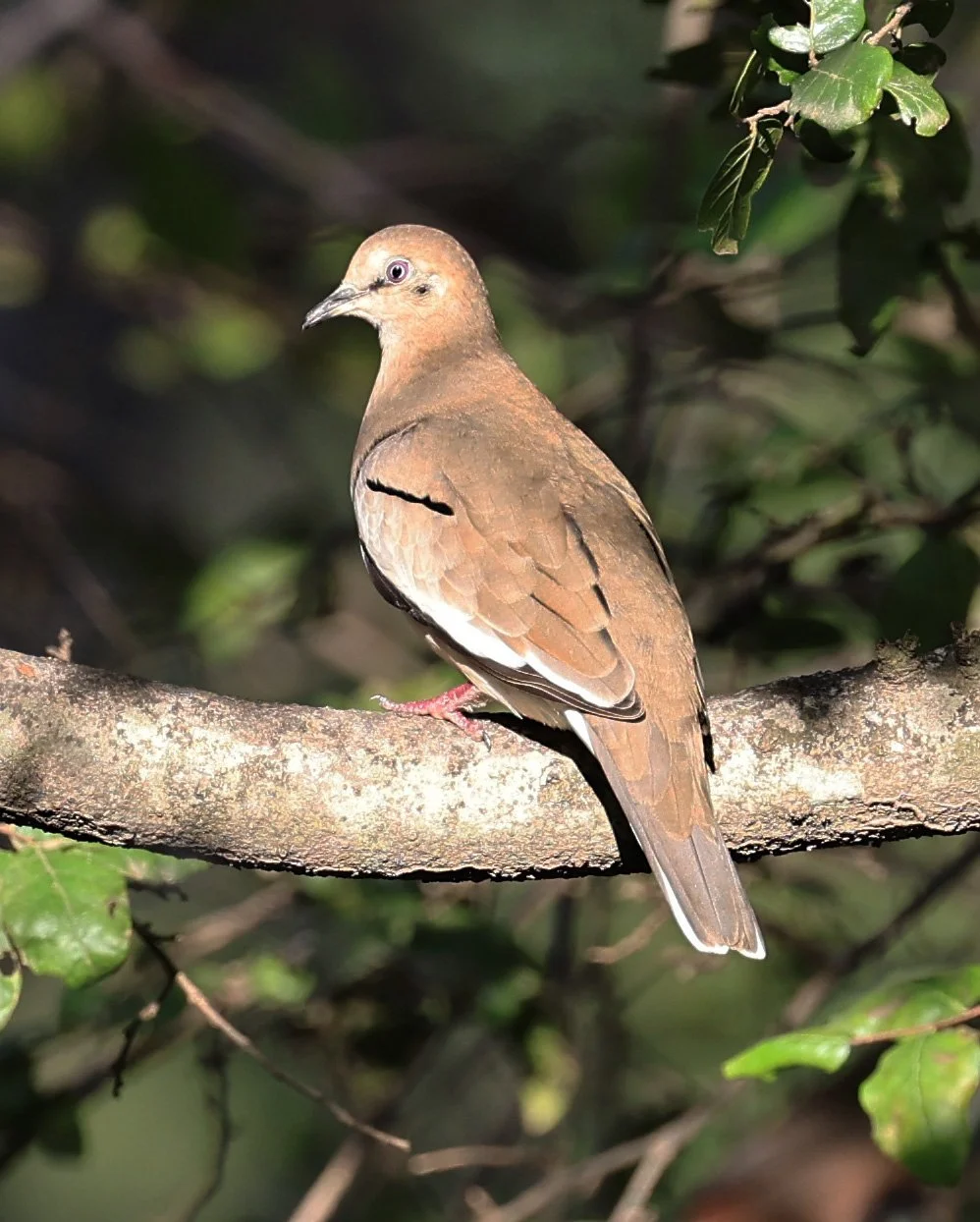 Eared Dove (Zenaida auriculata) Hotel Campestre Iparoma Paraguay  (3).jpg