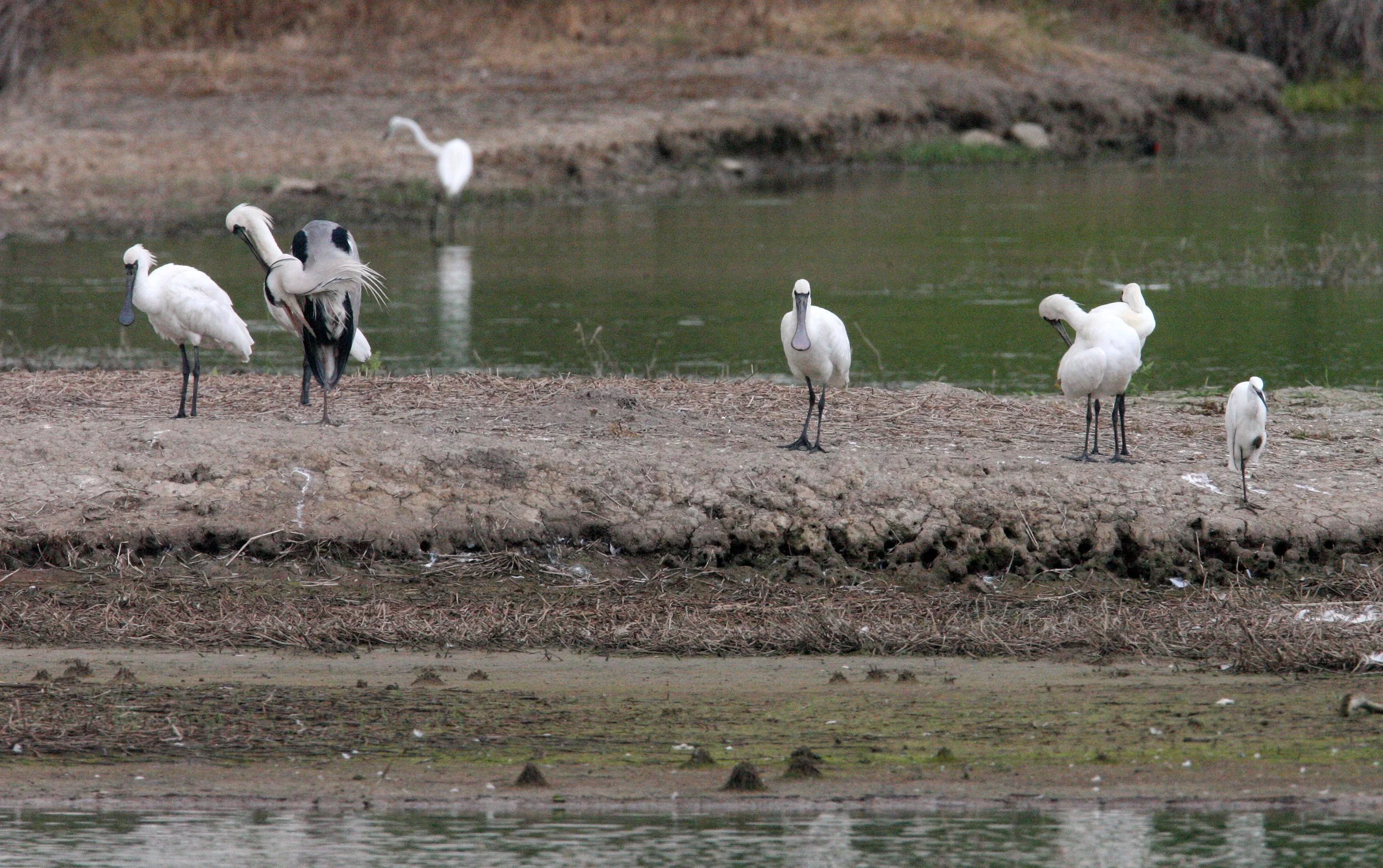 SPOONBILL - BLACK-FACED SPOONBILL - Platalea minor - MAI PO WETLANDS HONG KONG (55).JPG