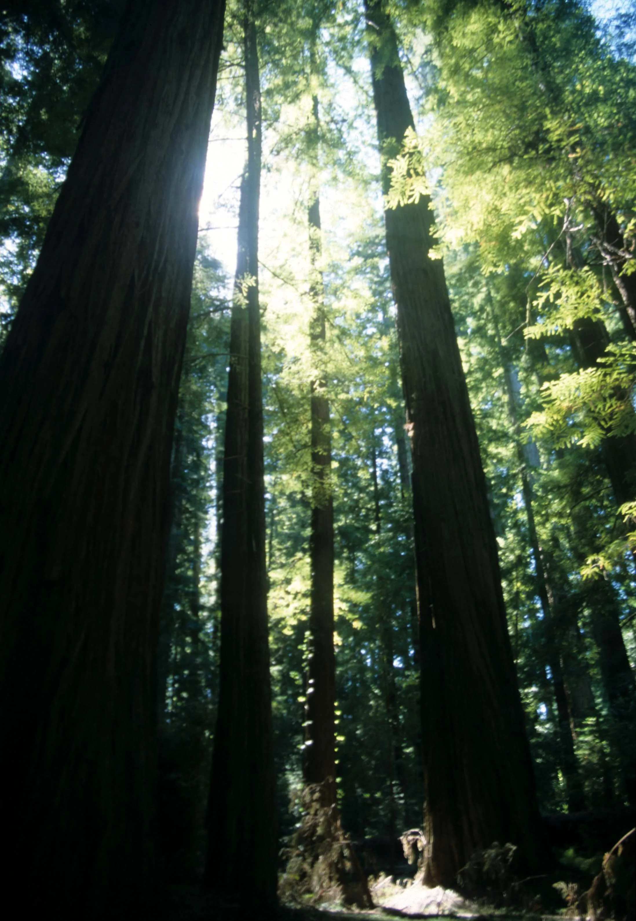 CALIFORNIA - SIERRA - CONIFEROUS FOREST (2).jpg