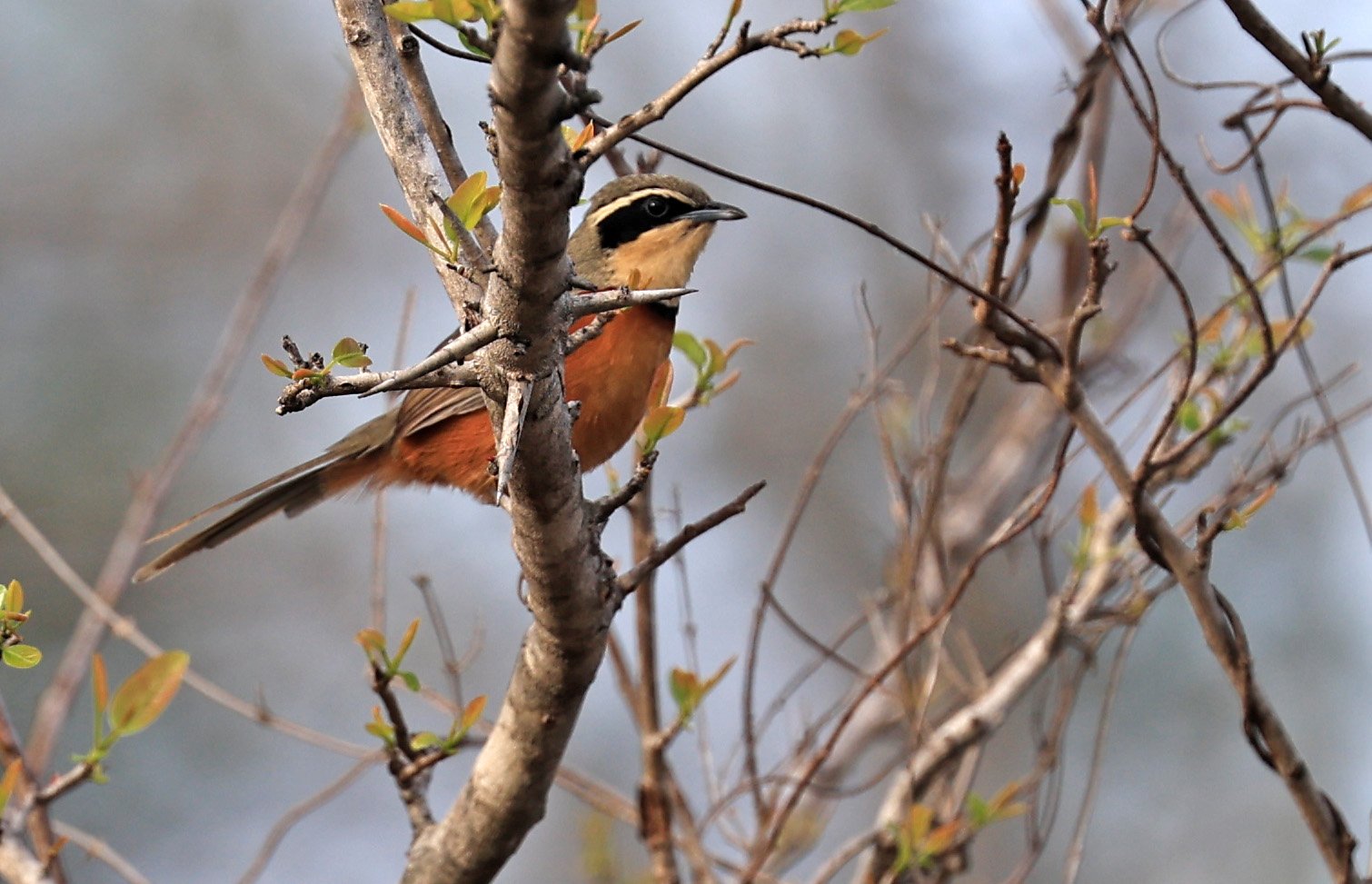 Olive-crowned Crescentchest (Melanopareia maximiliani) Selva Serena Natural Reserve (9).jpg