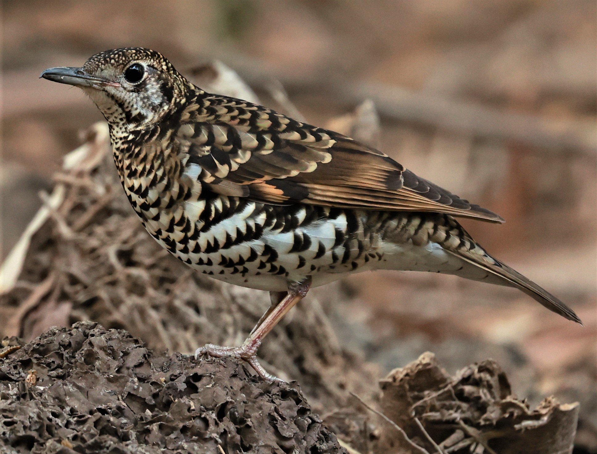White's Thrush (Zoothera aurea) Putthamonthon Park Nakhon Pathom Thailand (131).jpg