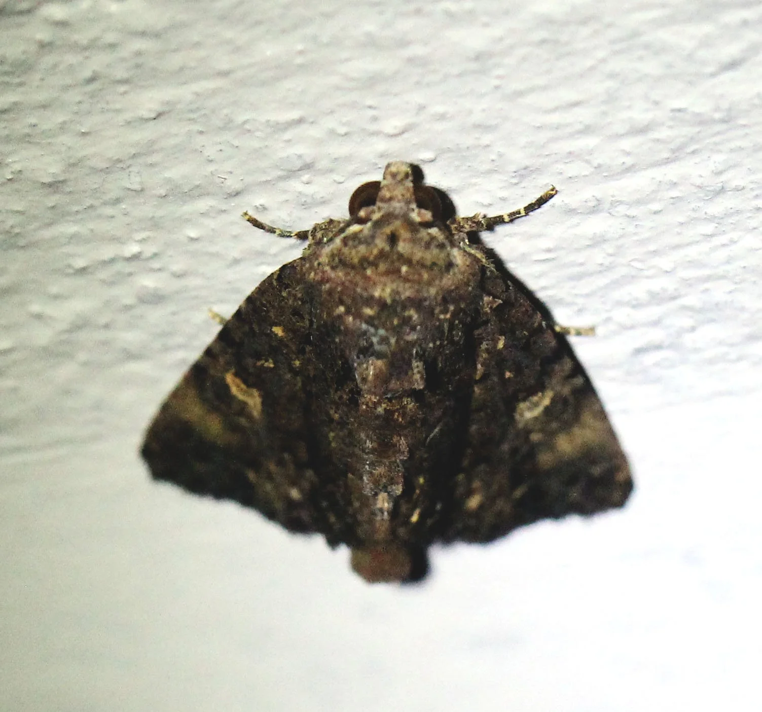 Erebidae - Aedia funesta - Koh Lanta Thailand 