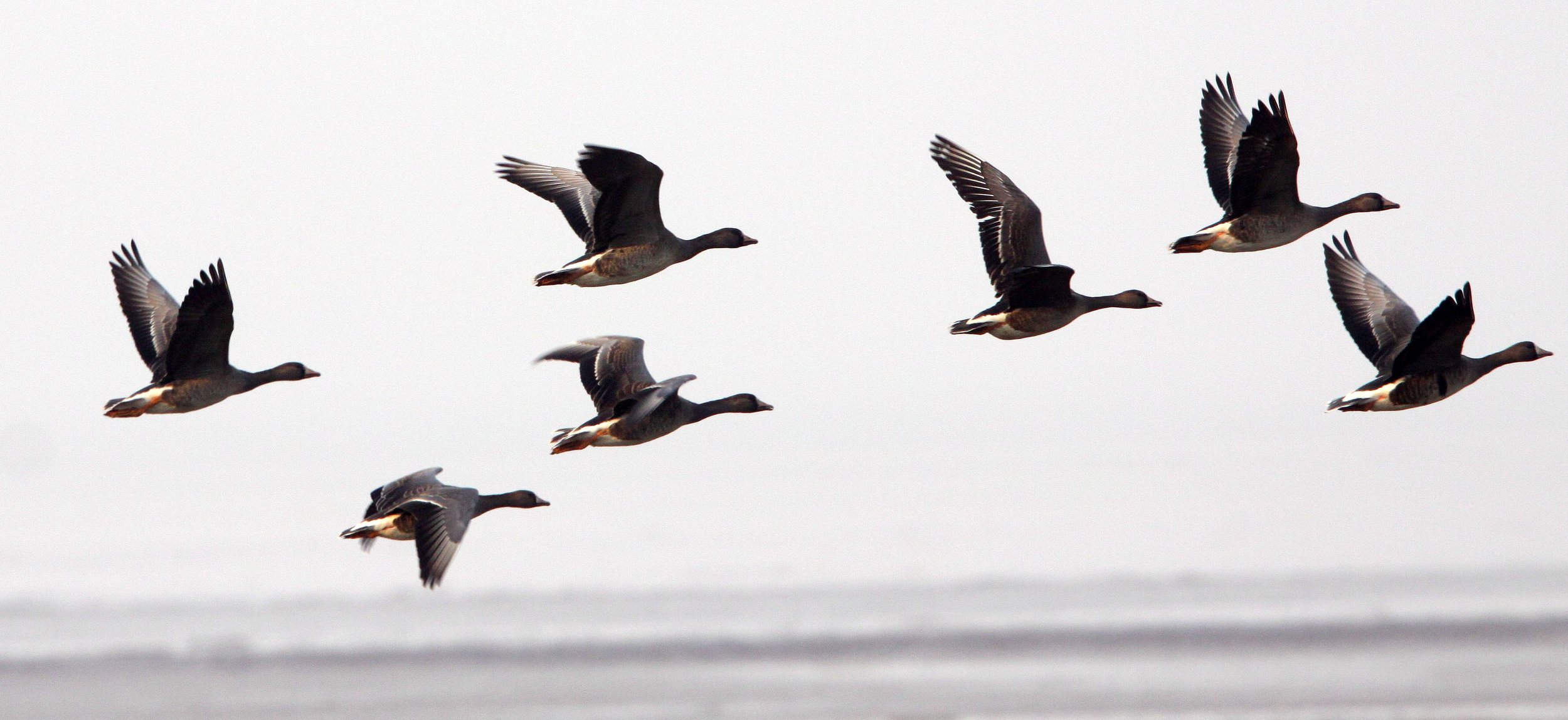 GOOSE - GREYLAG GOOSE - Anser anser - POYANG LAKE, JIANGXI PROVINCE, CHINA (28).JPG