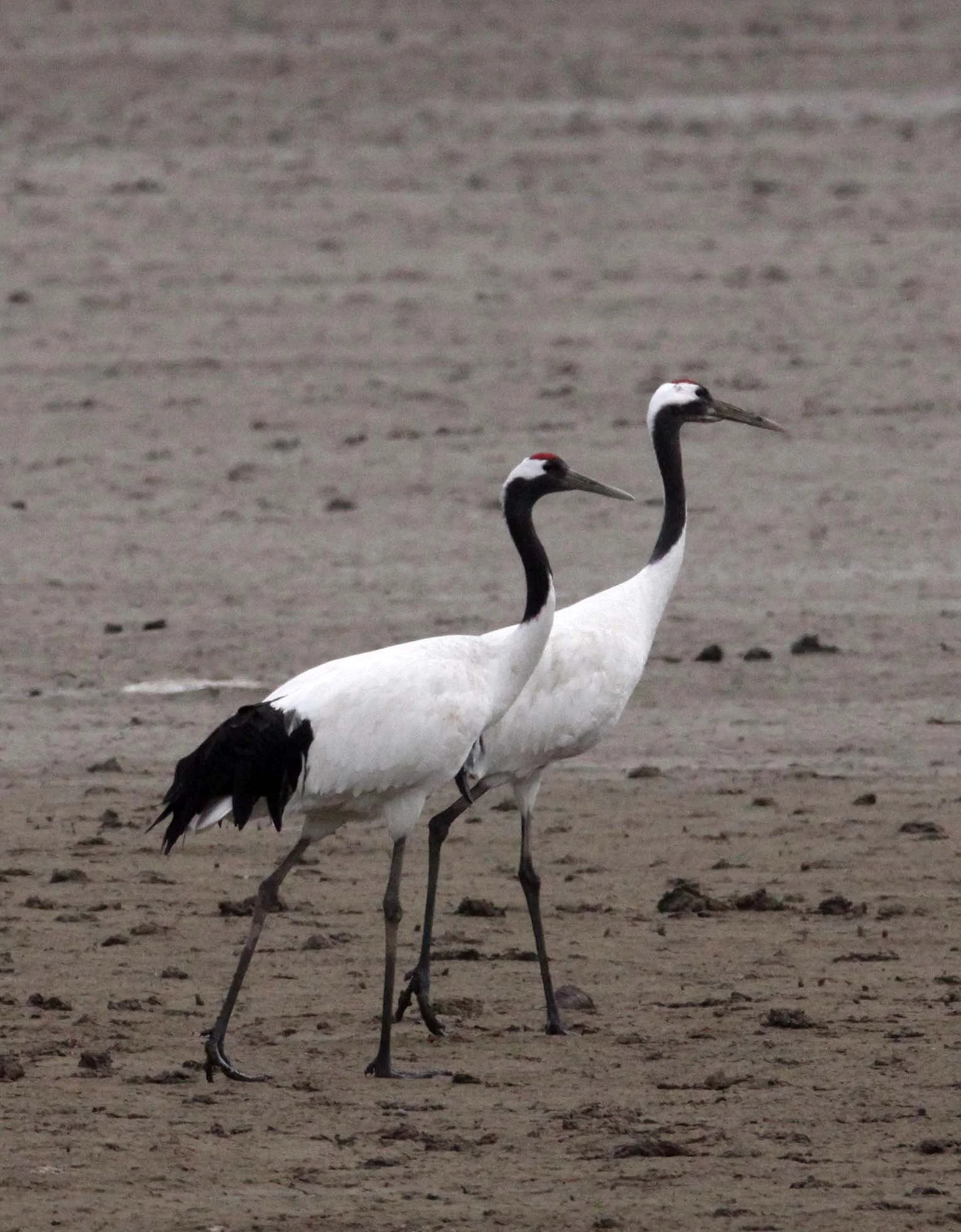 BIRD - CRANE - RED-CROWNED JAPANESE CRANE  - YANCHENG CHINA (91).JPG