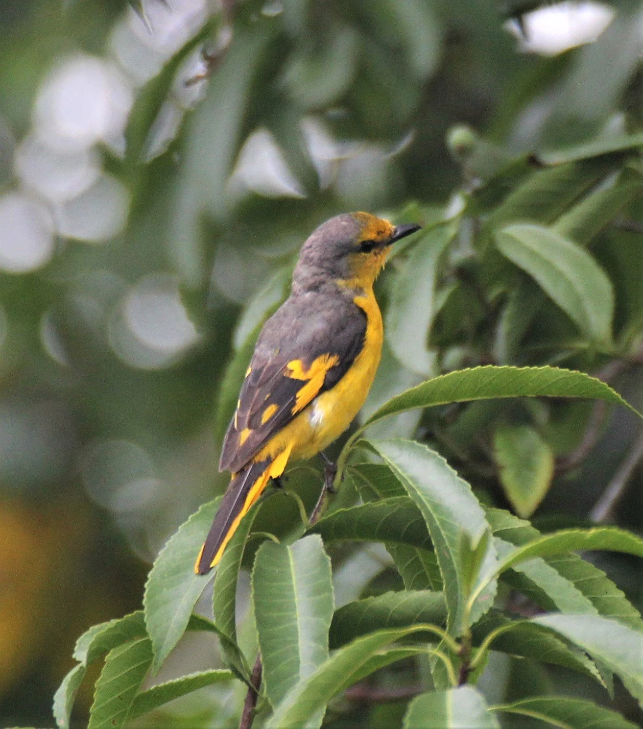 Scarlet Minivet (Pericrocotus speciosus) Doi Phu Kha Nan Province (4).jpg