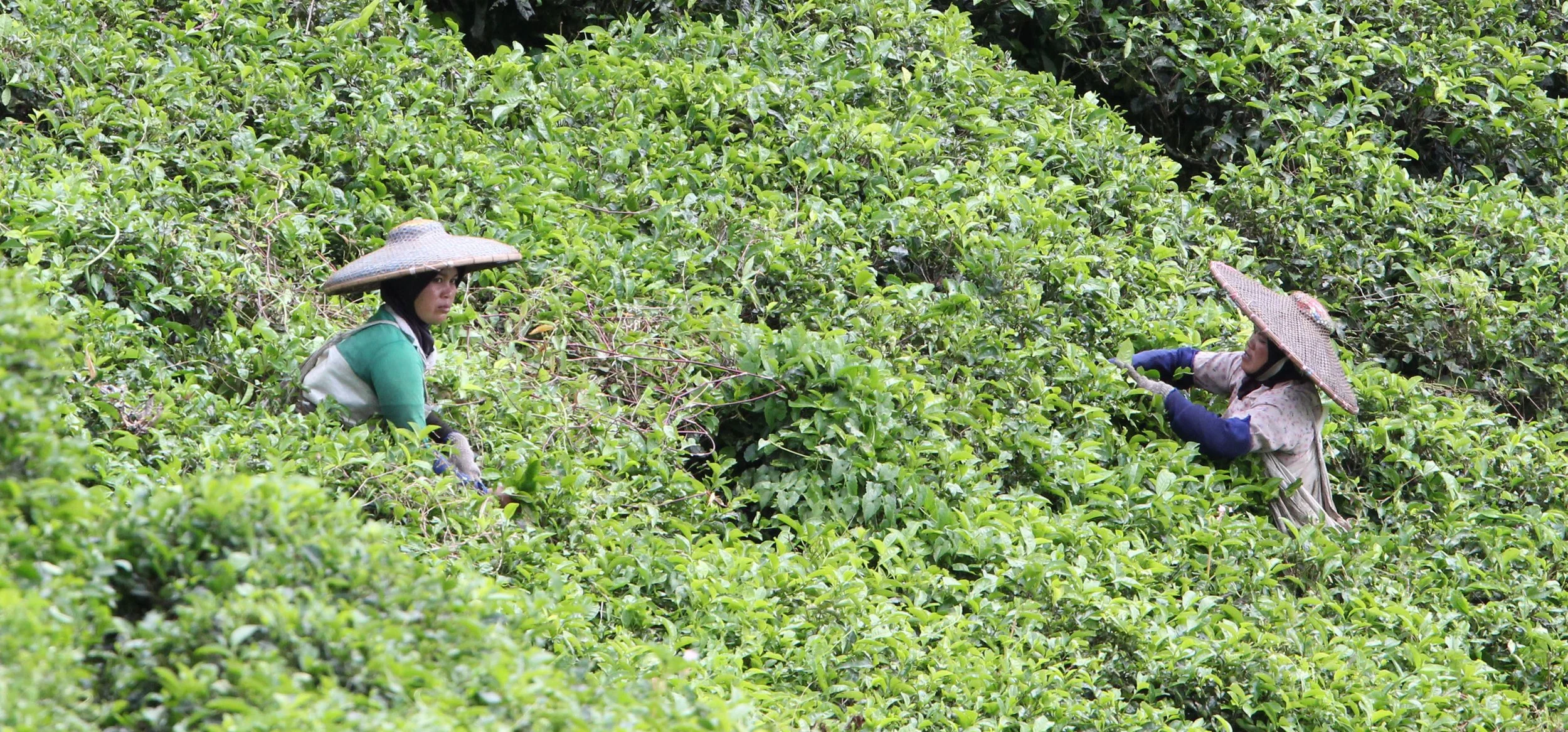 HALIMUN NATIONAL PARK JAVA BARAT INDONESIA (40).JPG