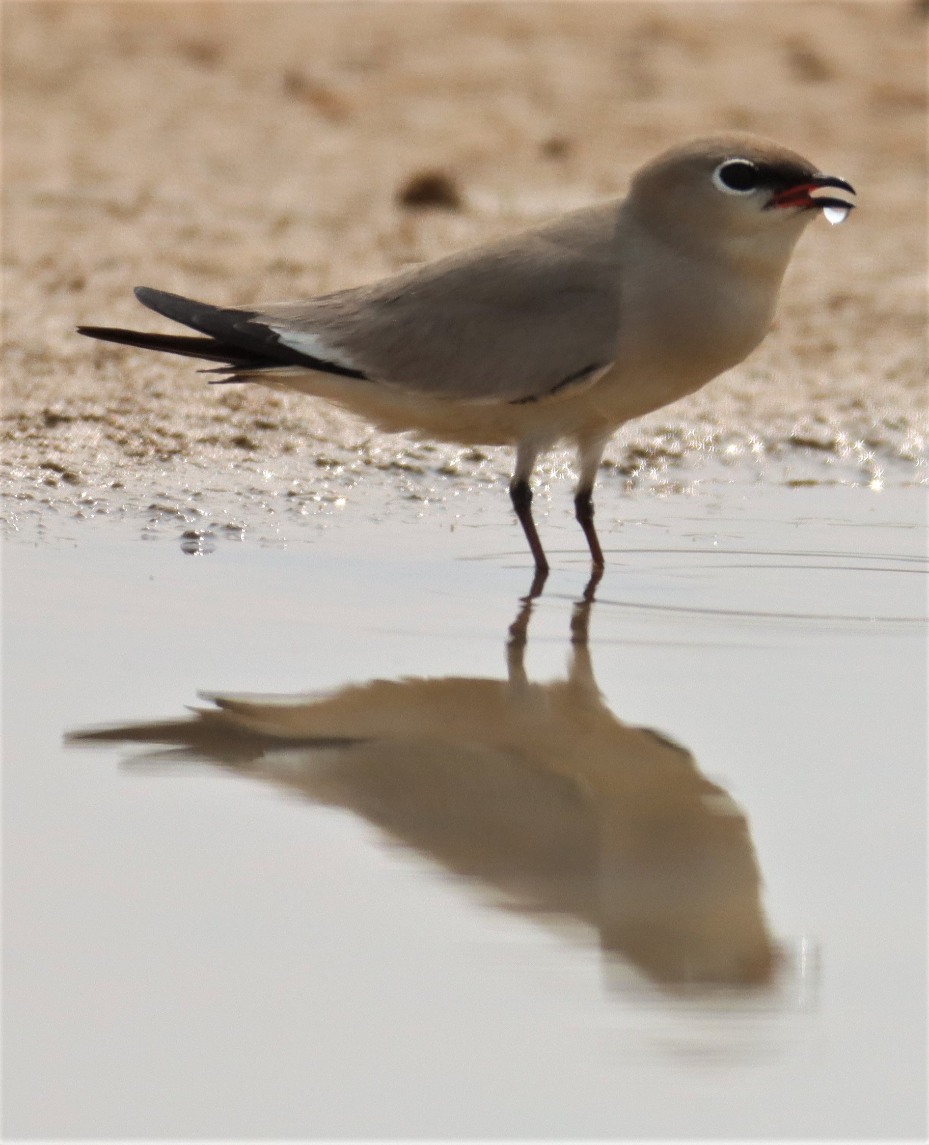 PRATINCOLE - SMALL PRATINCOLE - Glareola lactea - KABIN BURI WETLANDS 15KM OUT ON 304 (268).jpg