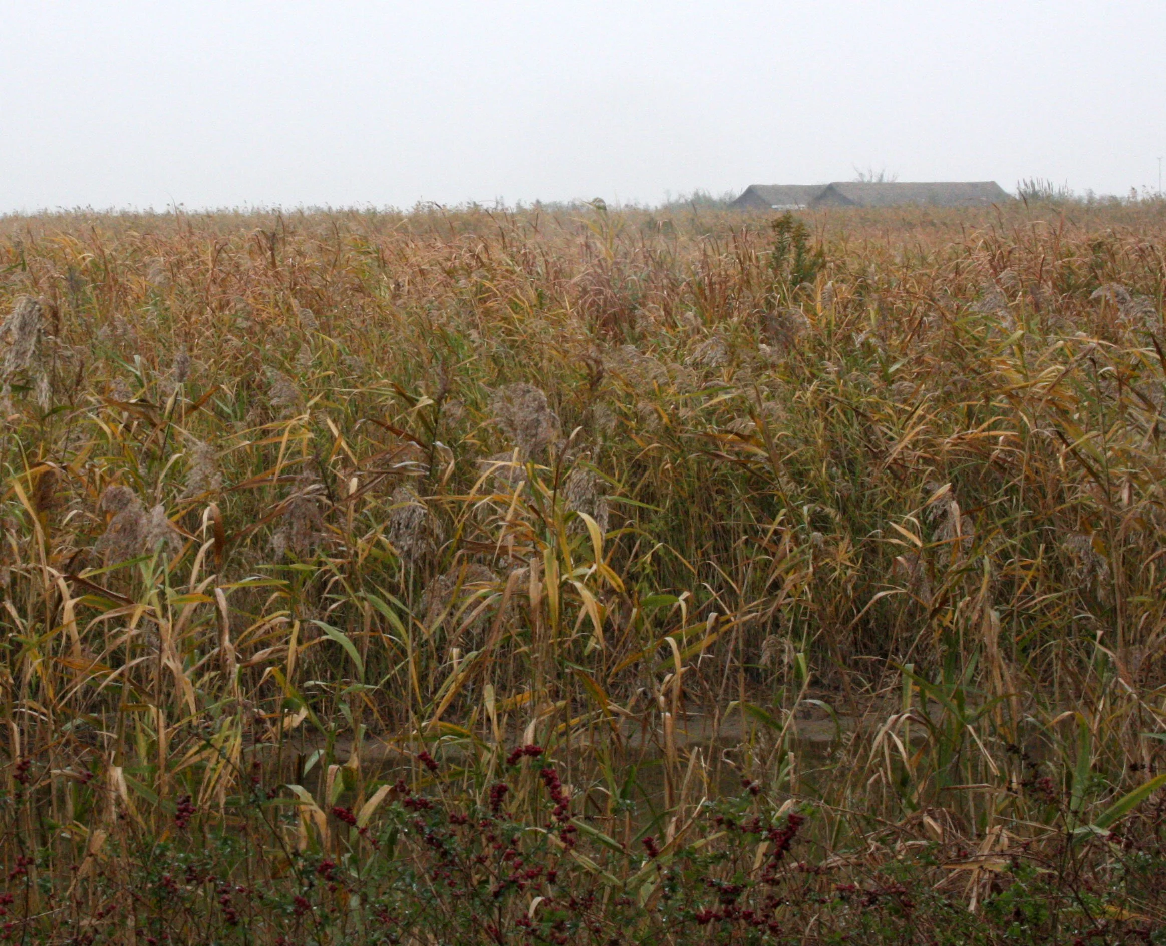 CHONGMING ISLAND - COKIE  (3).JPG