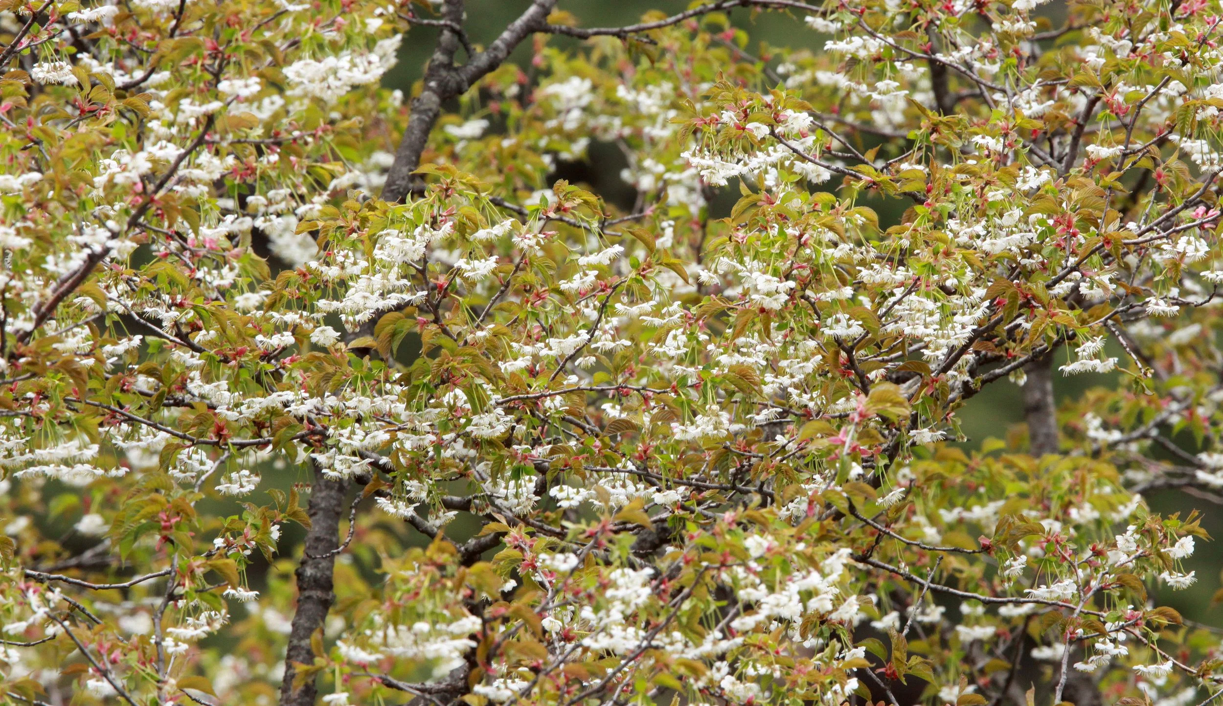 HUANGSHAN NATIONAL PARK - ANHUI PROVINCE CHINA (51).JPG