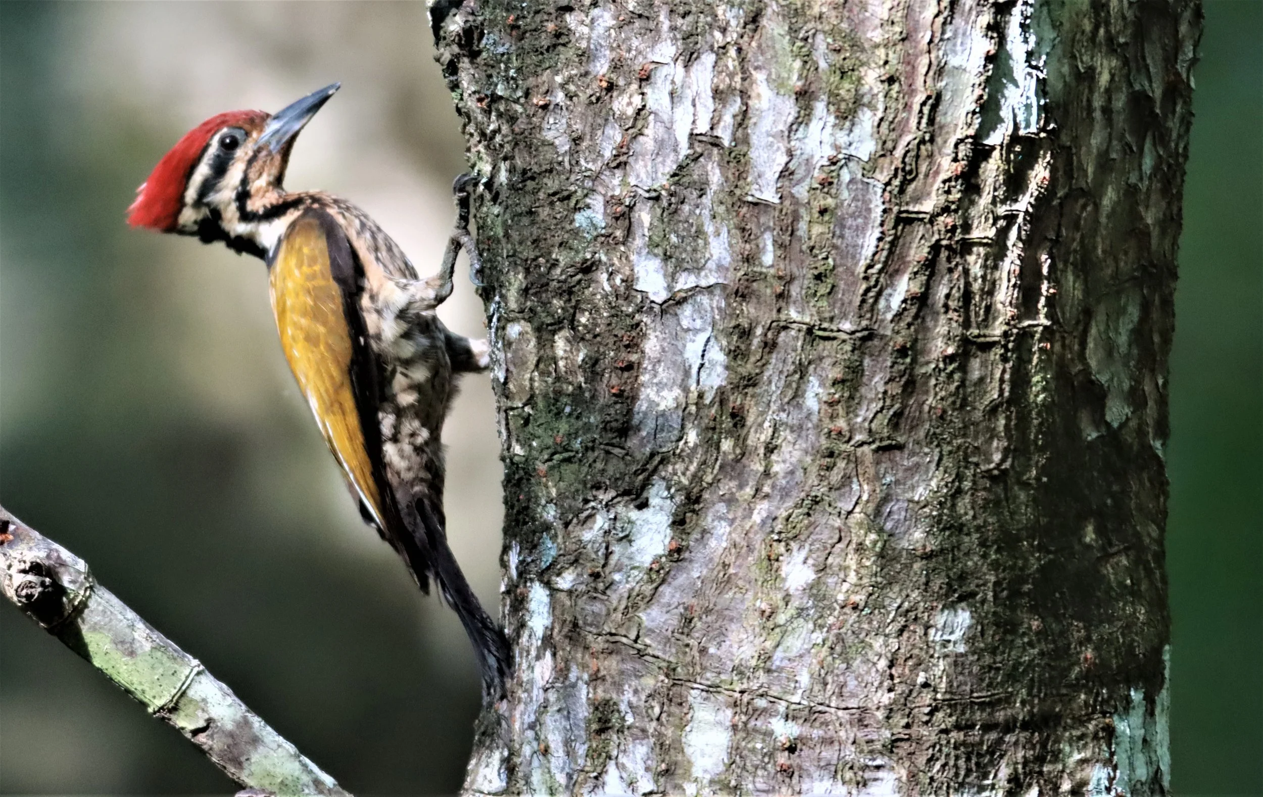 WOODPECKER - COMMON FLAMEBACK - Dinopium javenense - AO PHANG NGA NATIONAL PARK AREA (4).jpg