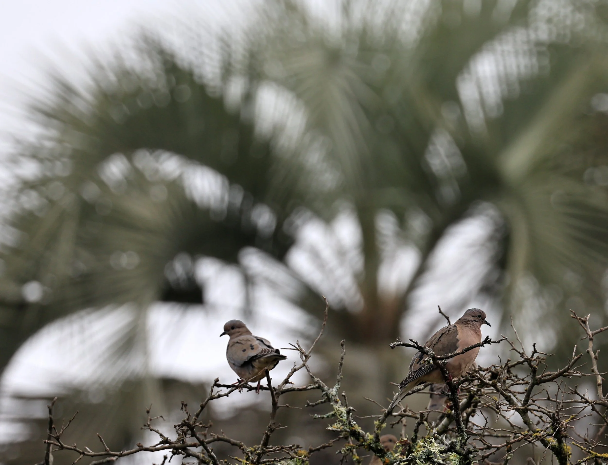 Eared Dove (Zenaida auriculata) El Palmar National Park, Entre Rios, Argentina (3).jpg