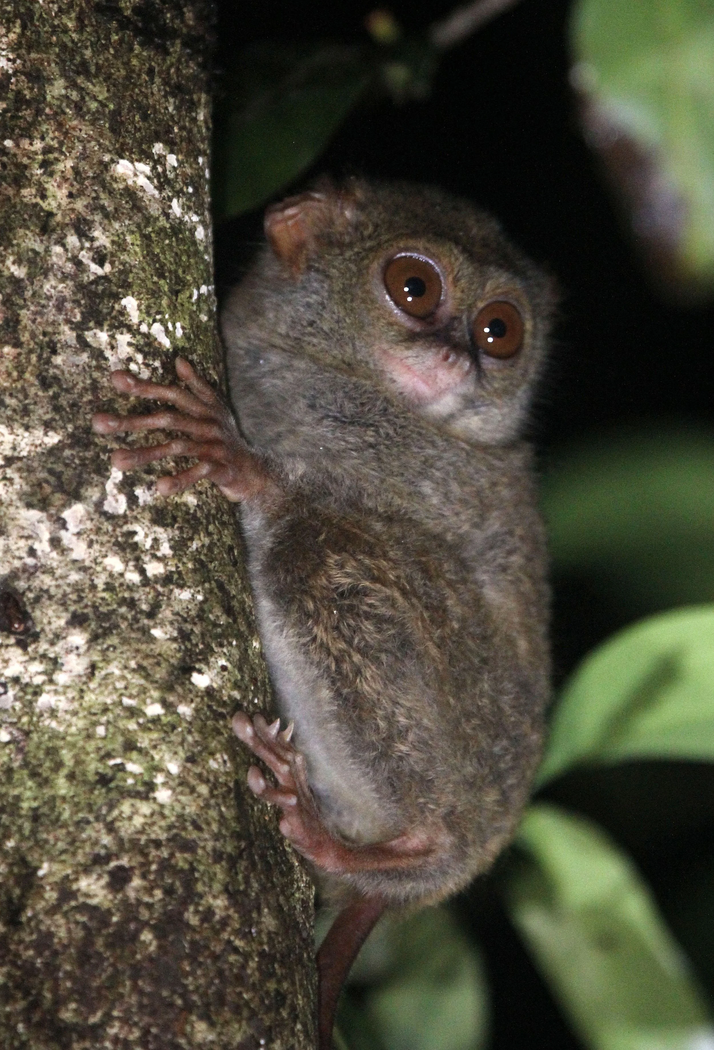 TARSIIDAE - Tarsius tarsier - SELAYAR (SPECTRAL) TARSIER - TANGKOKO NATIONAL PARK SULAWESI INDONESIA (93).JPG