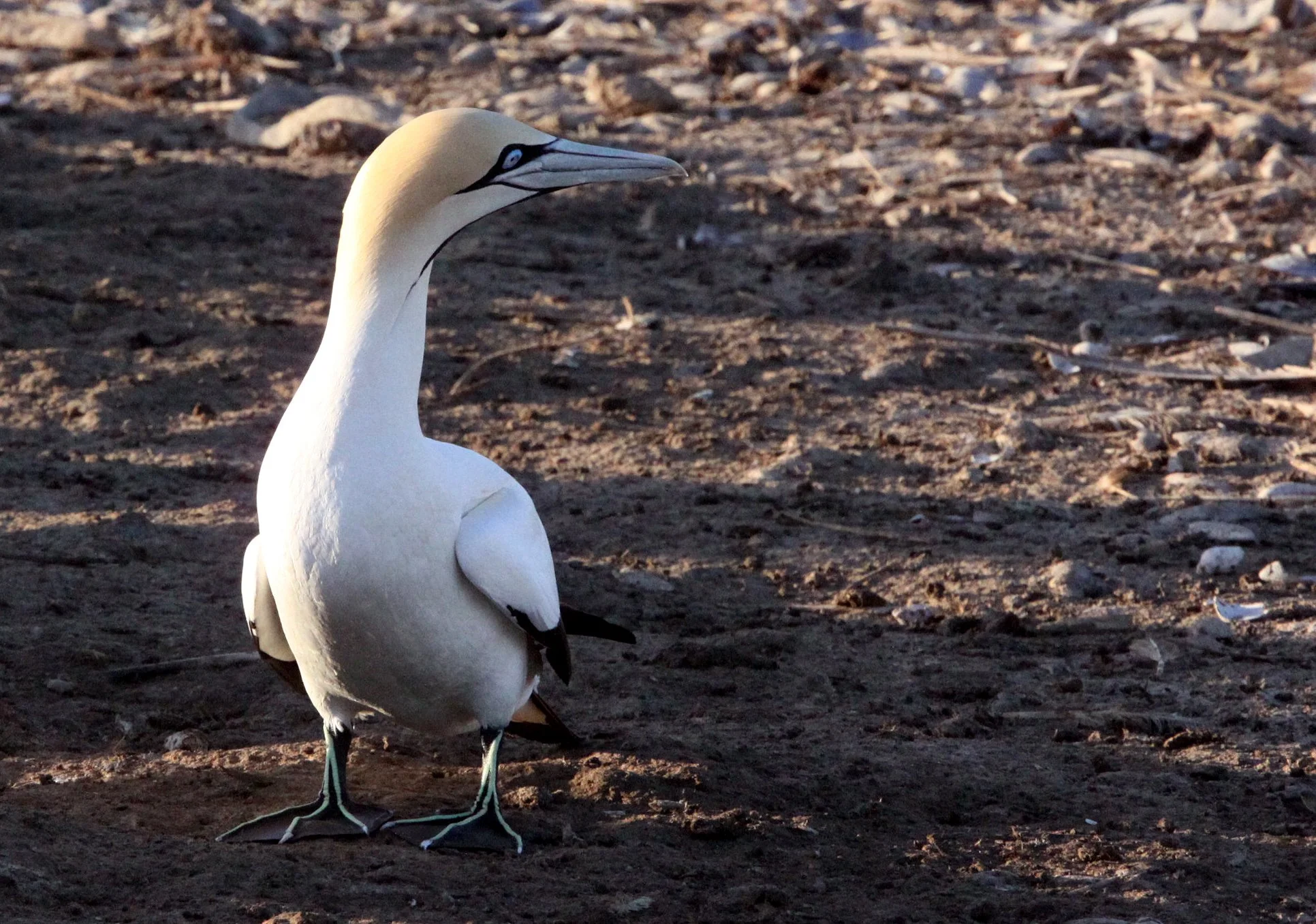 Cape gannet (Morus capensis) Lambert's Bay South Africa (52).JPG