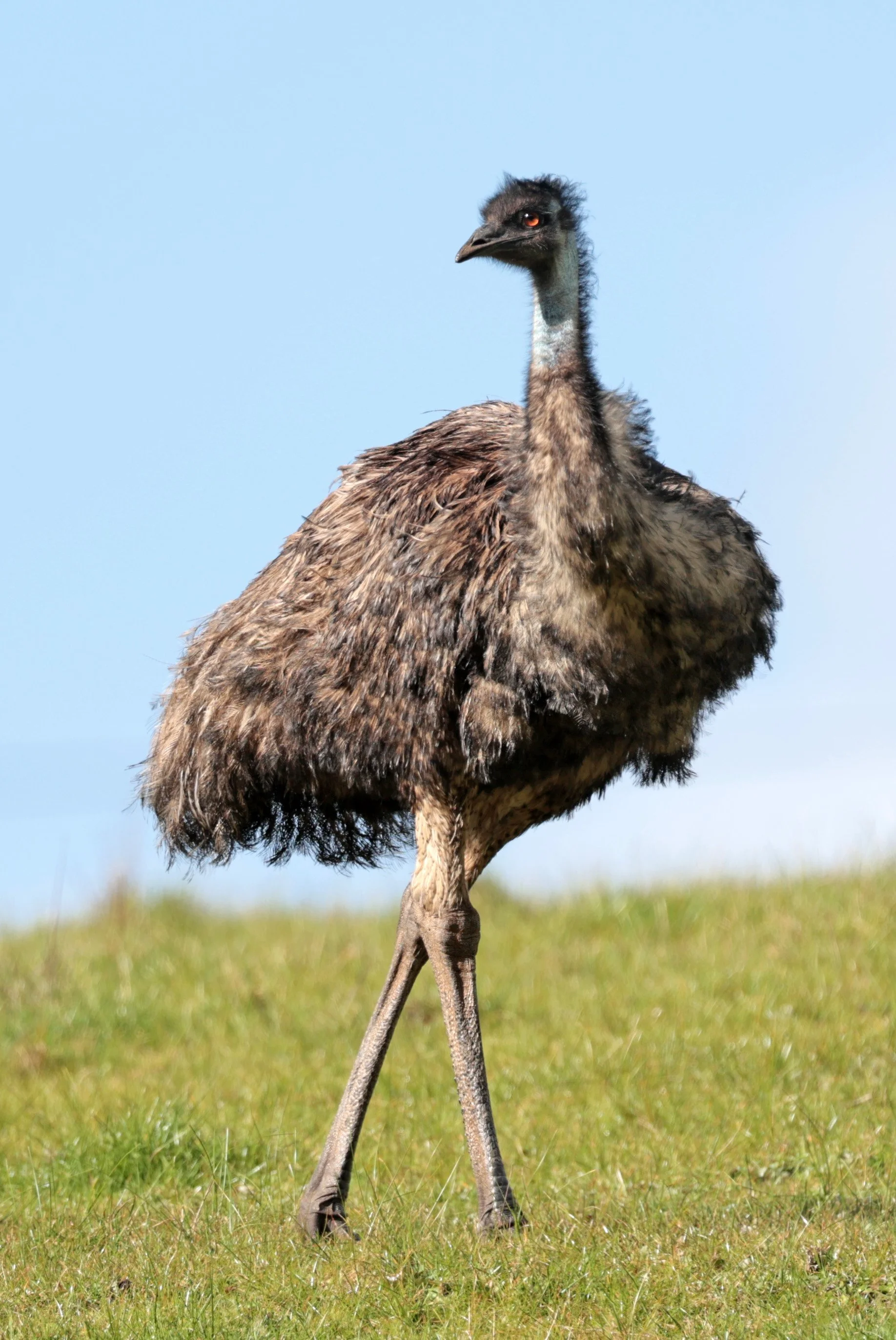 Emu (Dromaius novaehollandiae) Mt Frankland NP - Western Australia (19).jpg