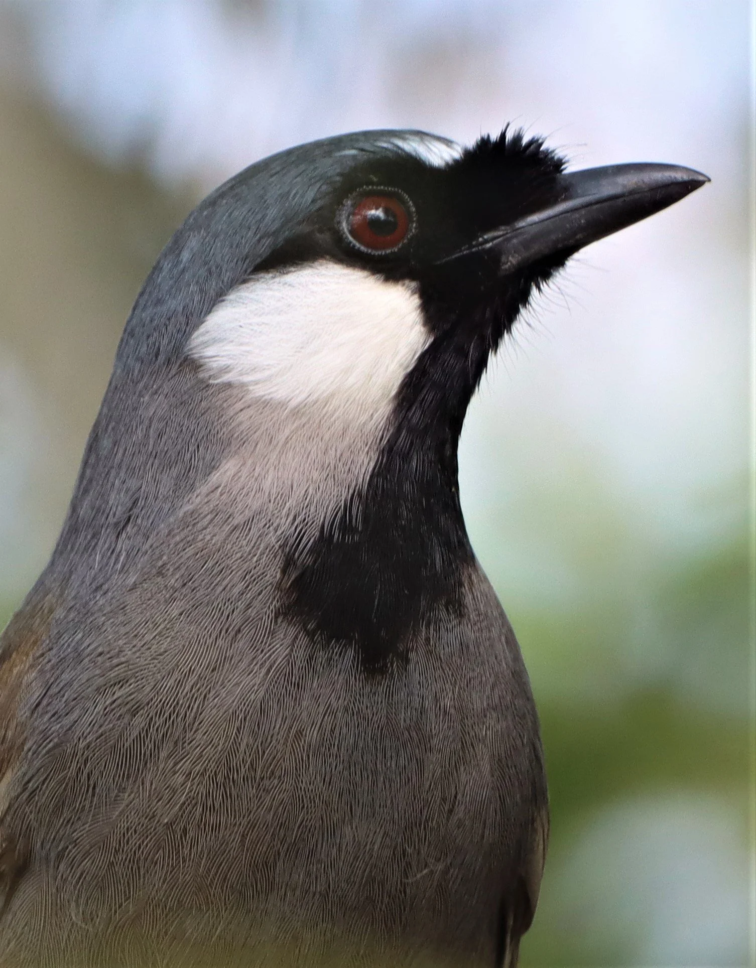 LAUGHINGTHRUSH - BLACK-THROATED LAUGHINGTHRUSH - Garrulax chinensis - PHA DIEW D (9).jpg
