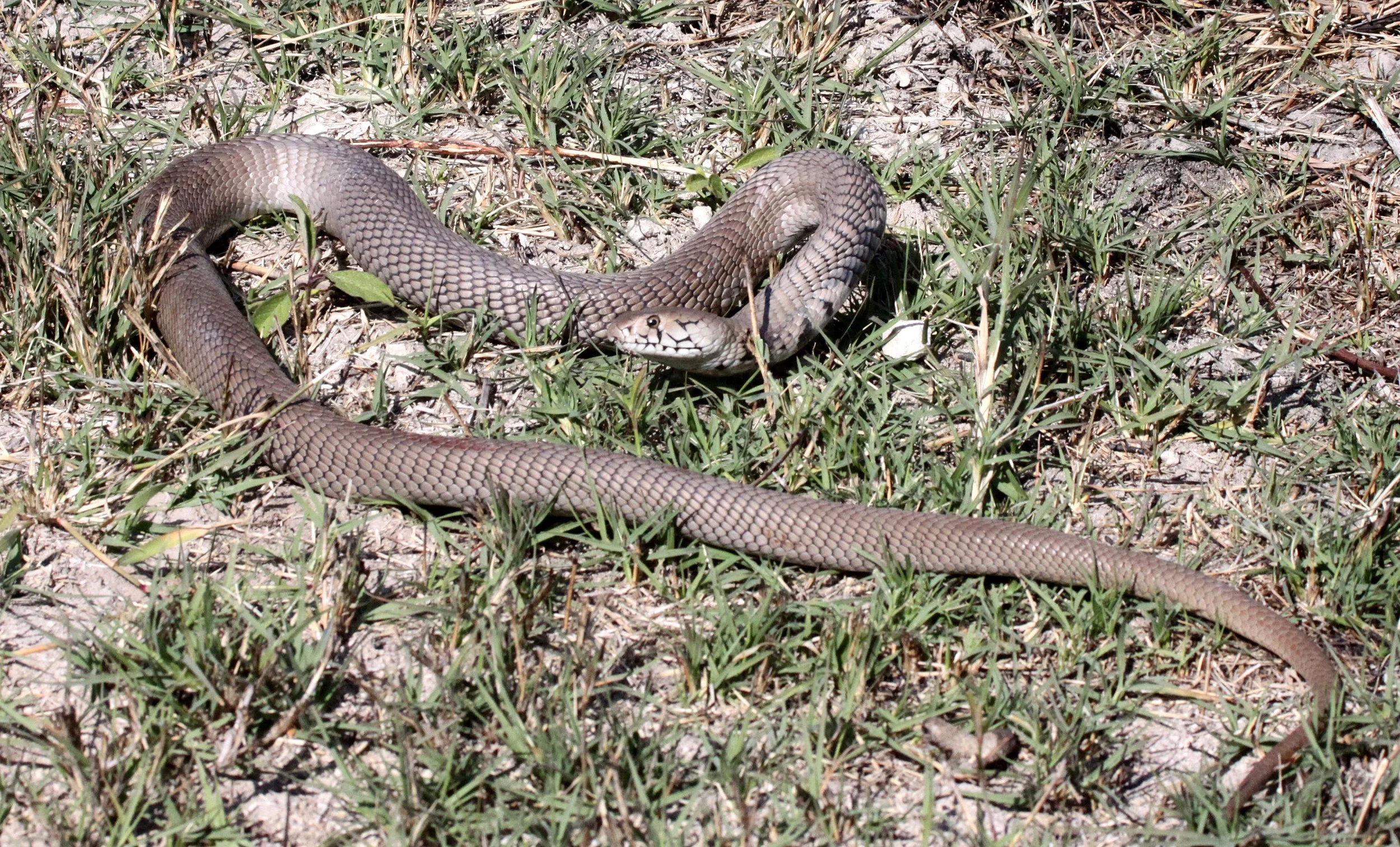 Naja mossambica - MOZAMBIQUE SPITTING COBRA - NAMIBIA - CAPRIVI STRIP (5).JPG