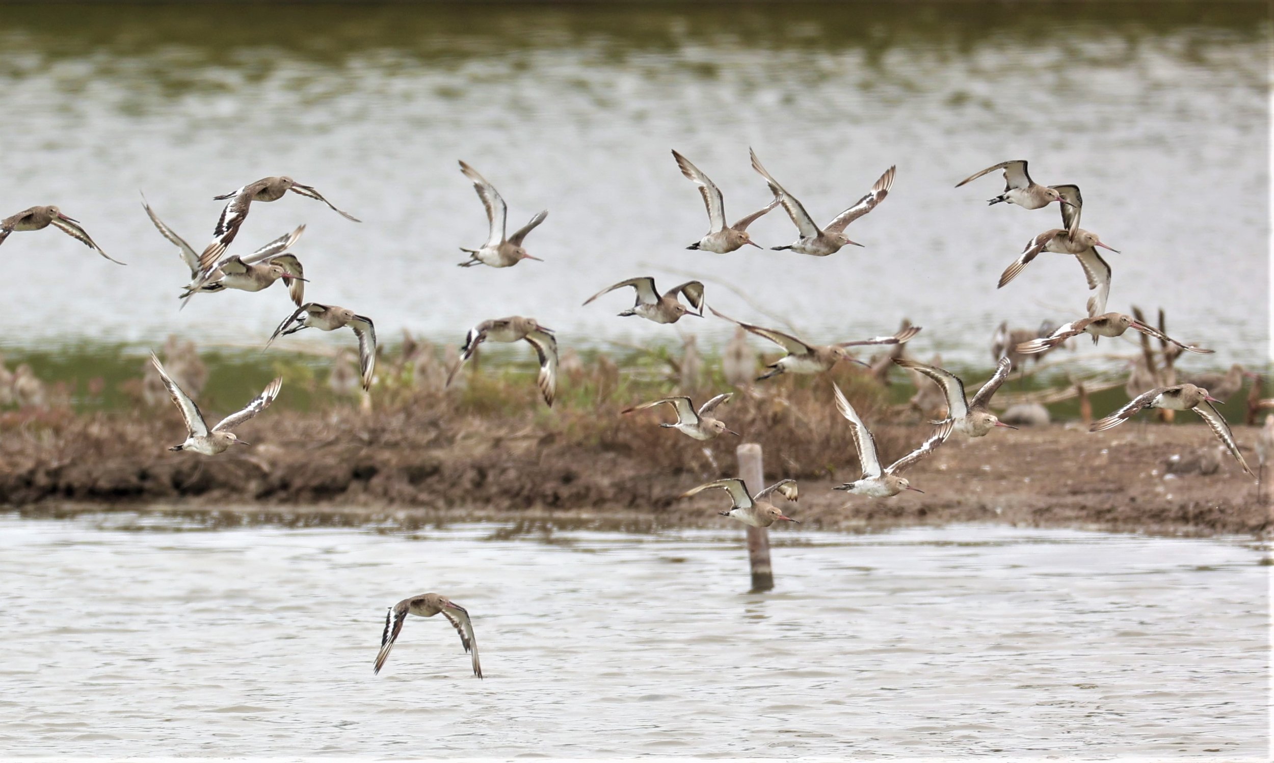 GODWIT - BLACK-TAILED GODWIT - Limosa limosa - BANG PU FOREST RESERVE SEPT 12 2021 (46).jpg