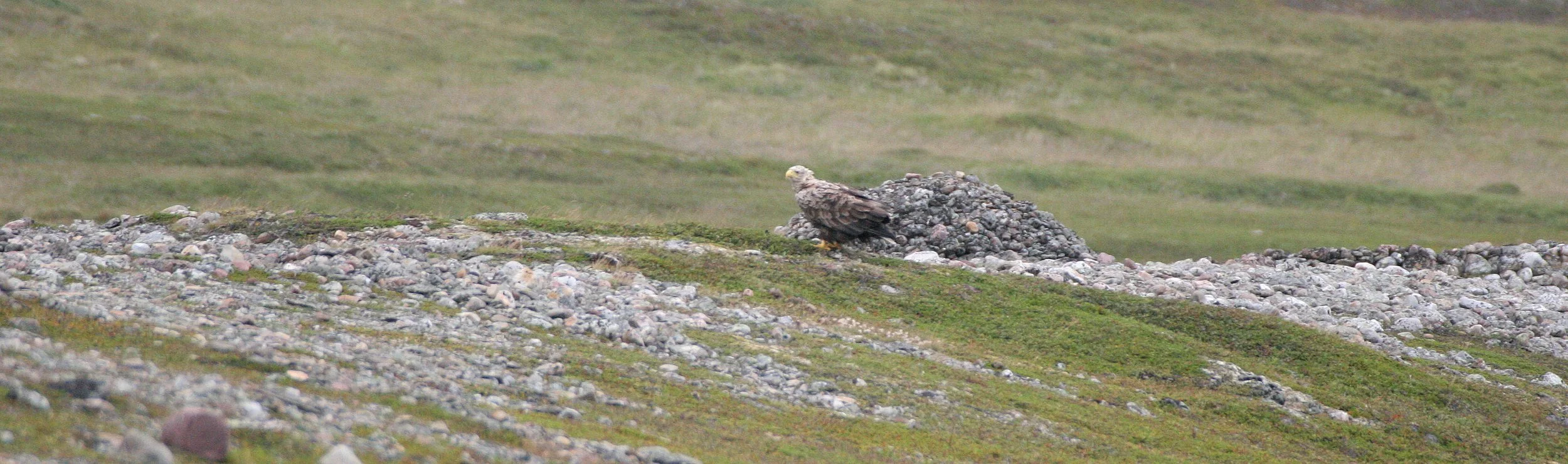 Haliaeetus albicilla - WHITE-TAILED SEA EAGLE - HORNOYA NORWAY (7).jpg