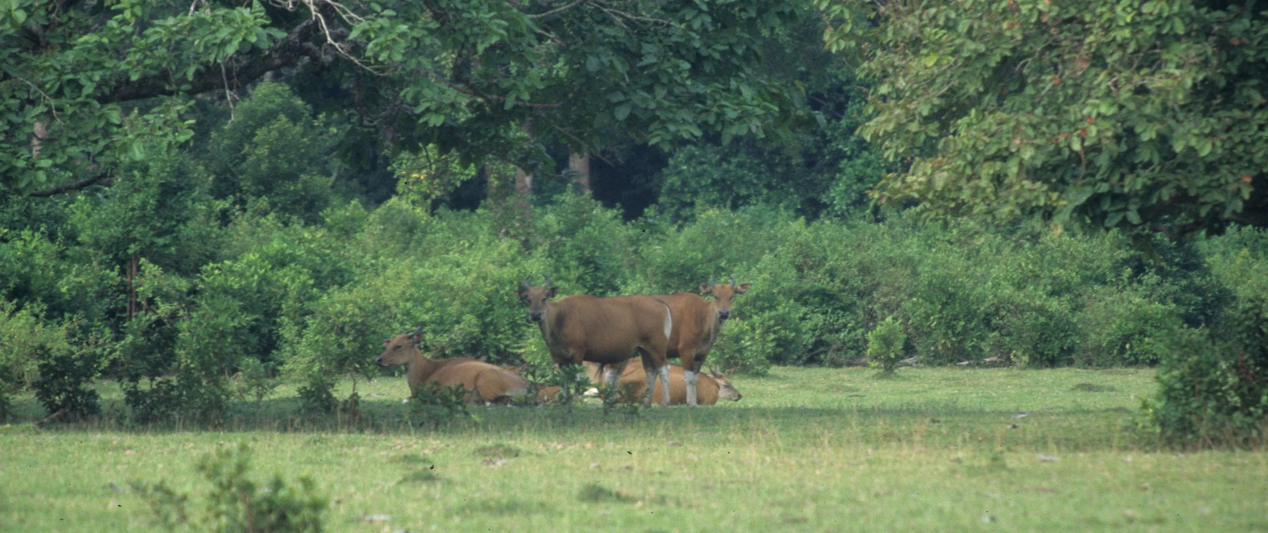 BOVID - BANTENG - UJON KULONG JAVA.jpg