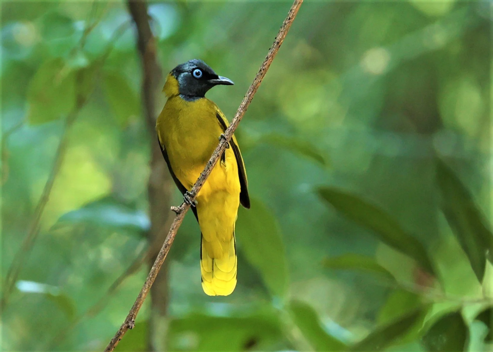 BULBUL - BLACK HEADED BULBUL - Pycnonotus atriceps - WAT THAM PRATHUM CHONBURI JAN 30 2022 (38).jpg