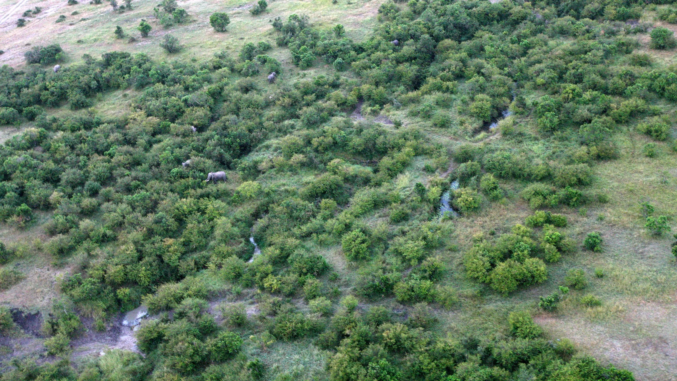 MASAI MARA NATIONAL PARK KENYA (60).JPG