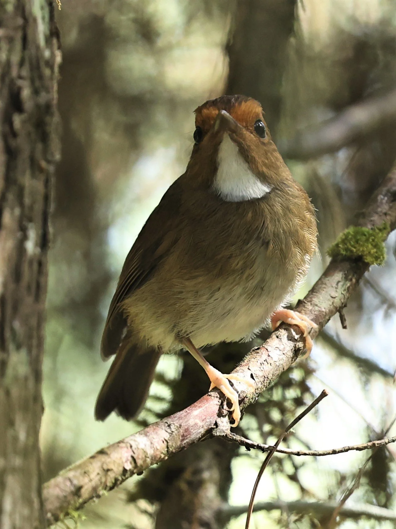 Anthipes solitaris - RUFOUS-BROWED FLYCATCHER - FRASER'S HILL, MALAYSIA JUNE 2022 (17).jpg