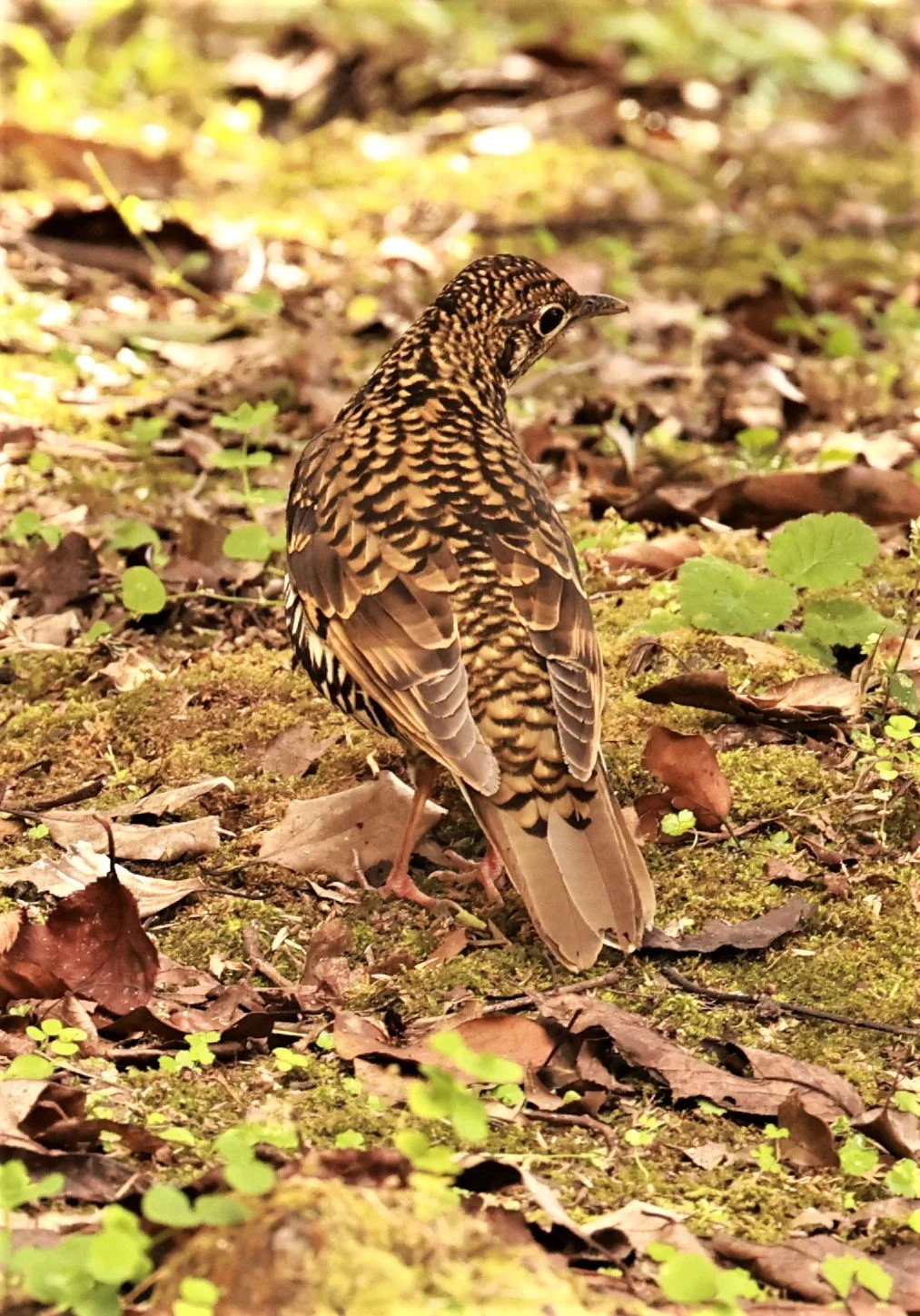 Scaly Thrush (Zoothera dauma) Doi Ang Kang Chiang Mai (17).jpg