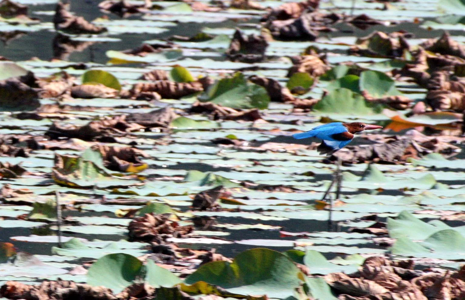 KINGFISHER - WHITE-THROATED KINGFISHER - Halcyon smyrnensis - KHAO SAM ROI YOT THAILAND (58).JPG