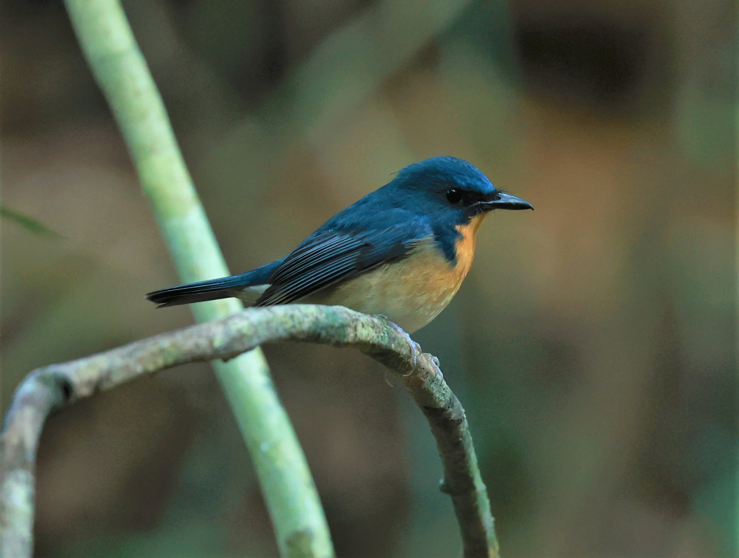 FLYCATCHER - LARGE BLUE FLYCATCHER - Cyornis magnirostris - Si Phang Nga National Park, Thailand Feb 18-19, 2023 (29).jpg