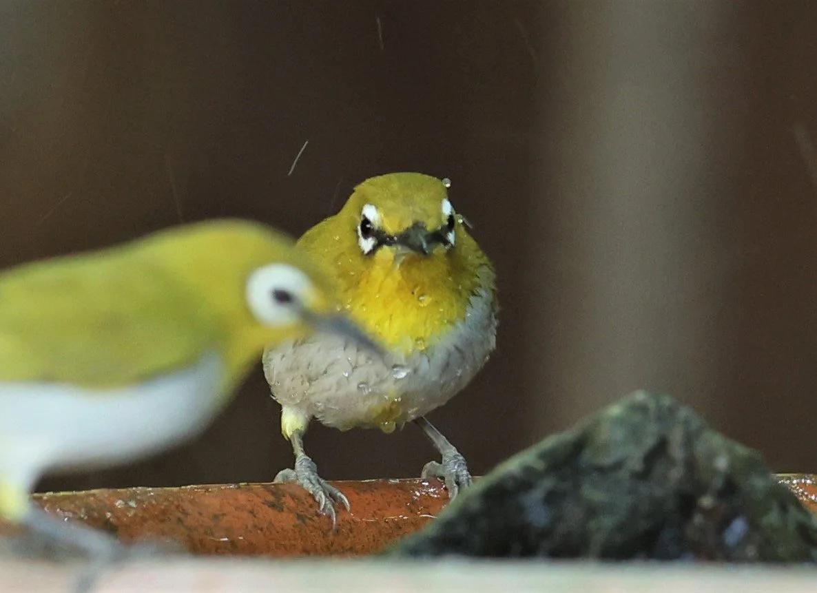 Swinhoe's White-eye (Zosterops simplex) Bang Pu Recreational Park & Mangrove Forest (53).jpg
